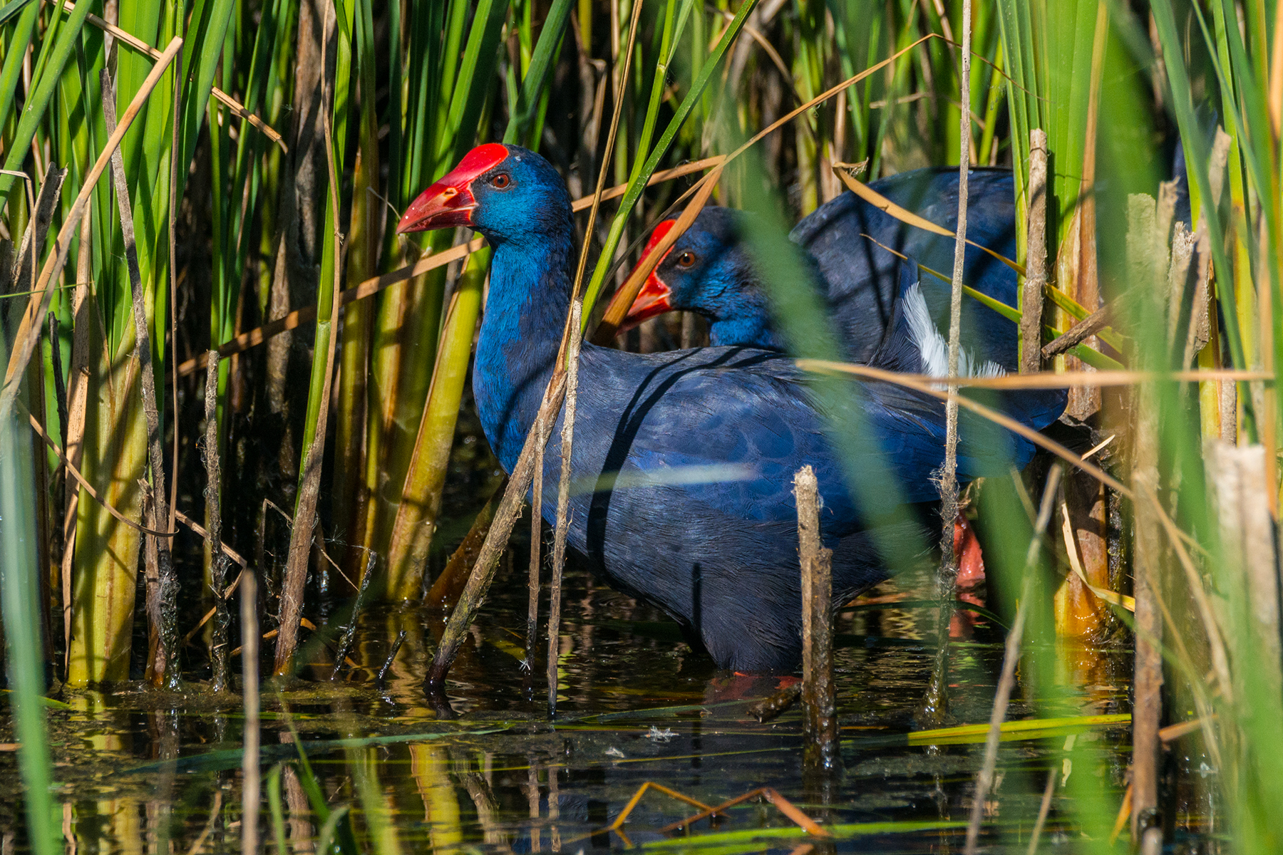 Pollo Sultano 5 - Primavera 2017