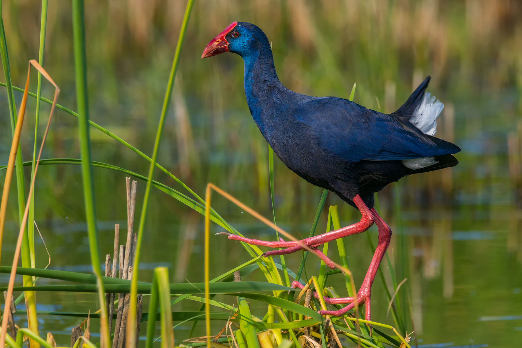 Pollo Sultano 7 - Primavera 2017