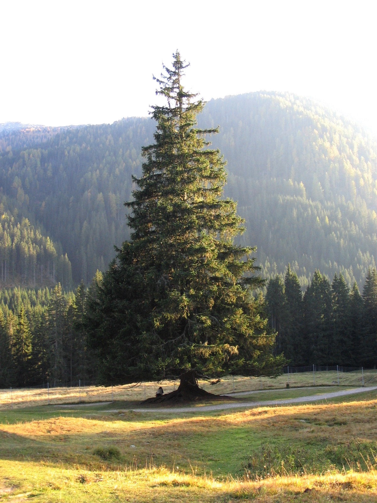 La perfezzione della natura