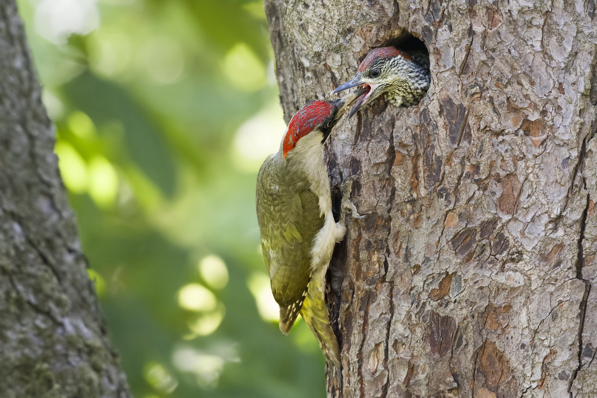 Picchio Verde Imbeccata