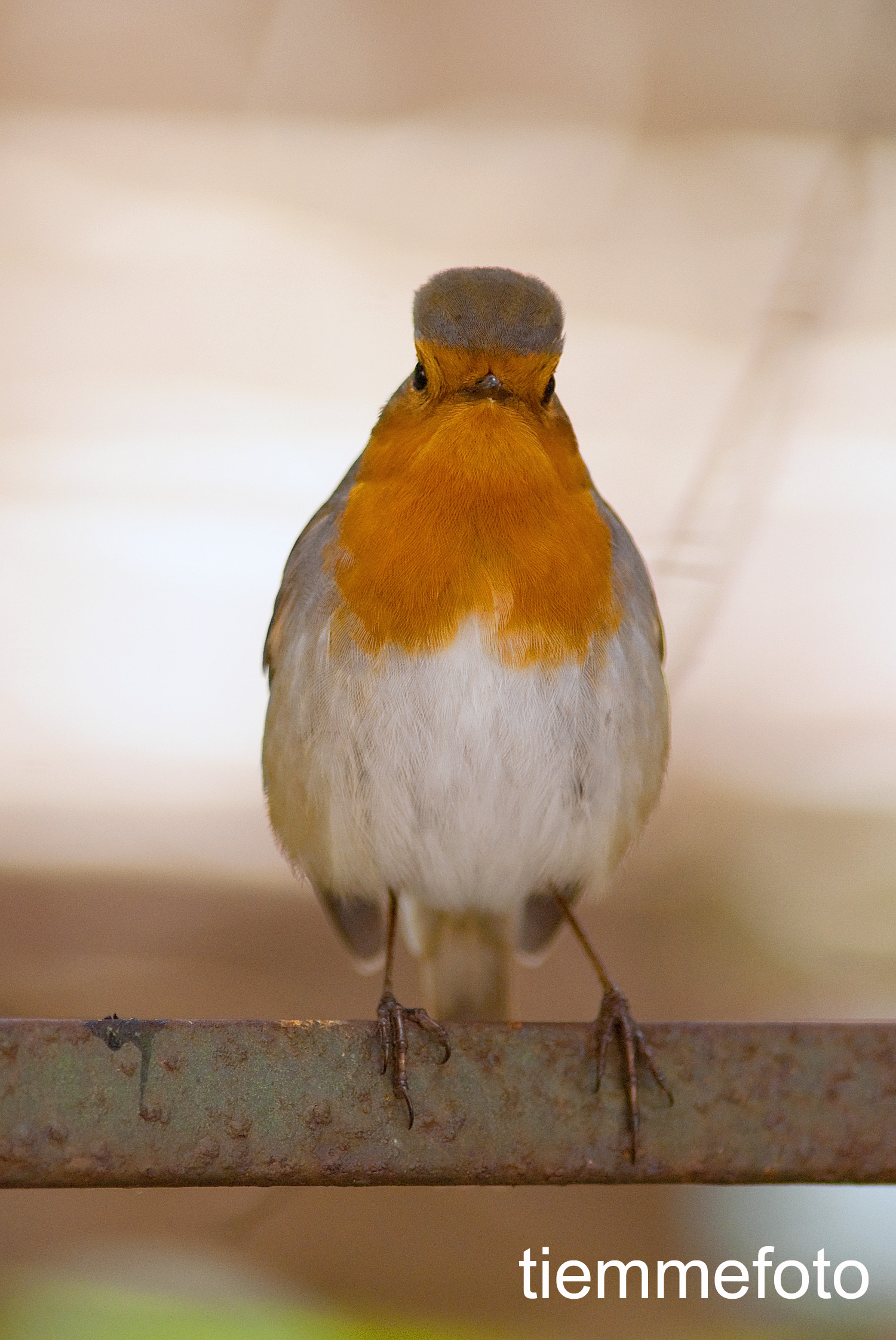 Pettirosso "arrizzapiume"