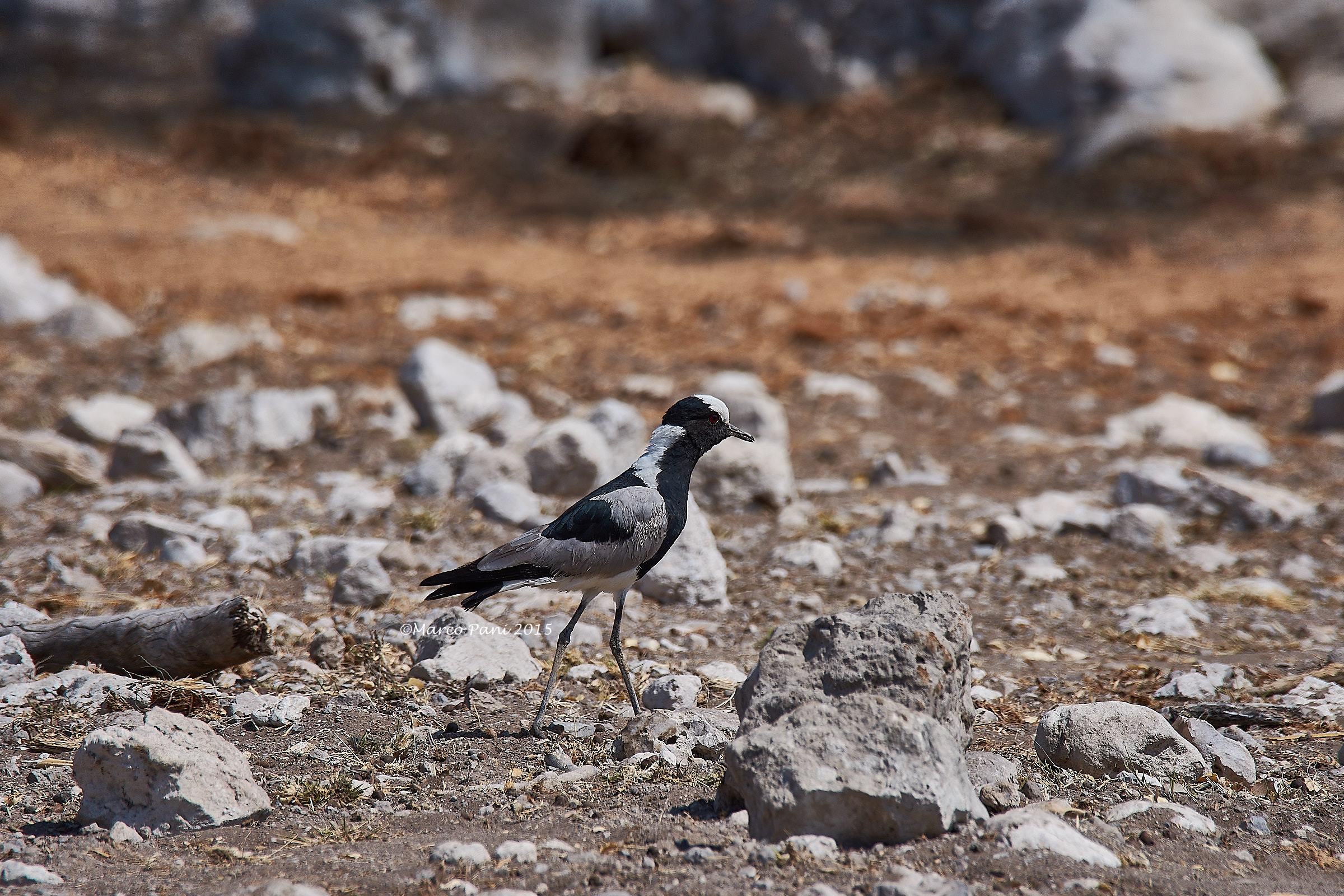 Blacksmith Lapwing (Vanellus armatus)