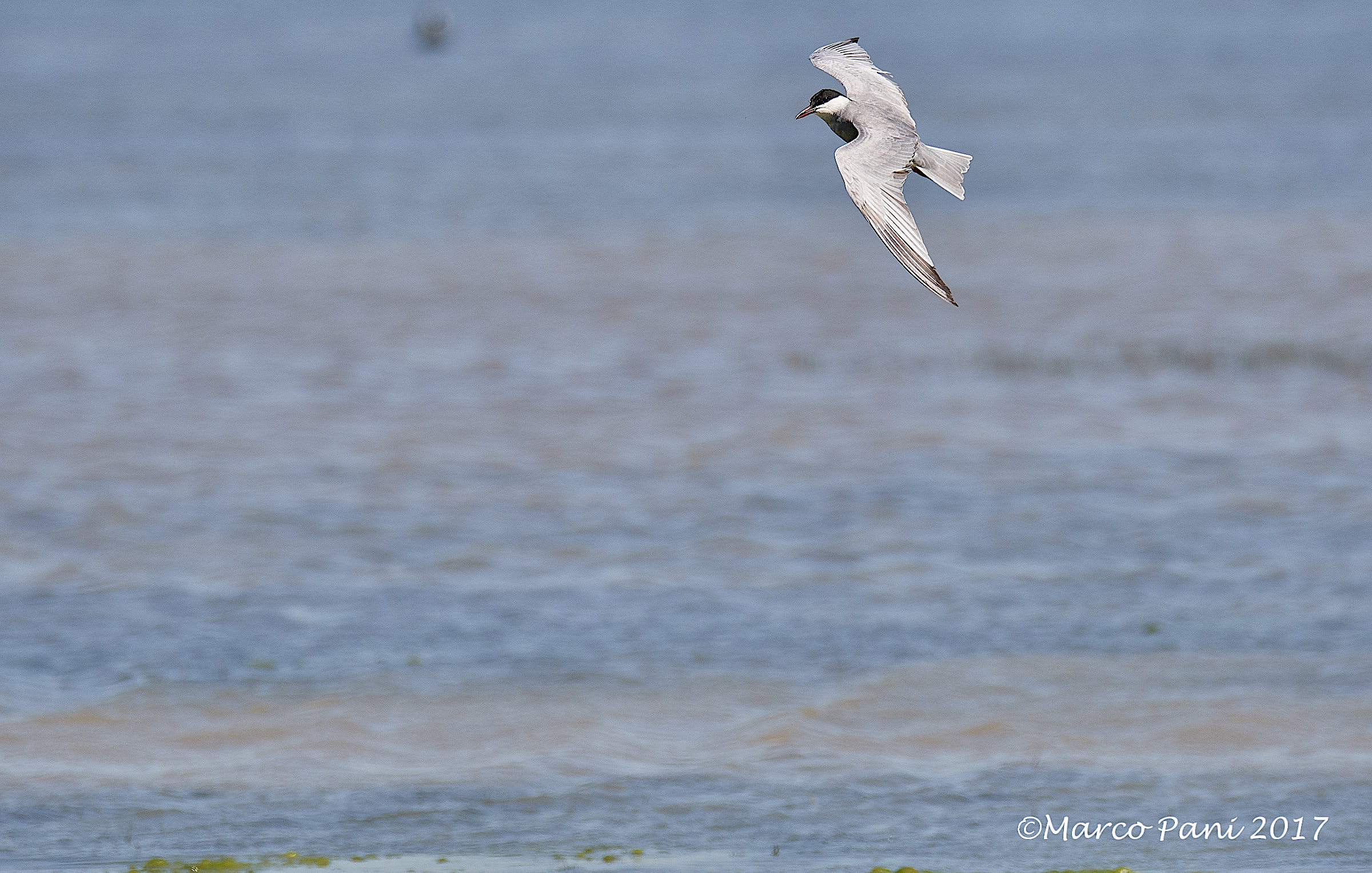 Whiskered tern (Chlidonias hybrida)