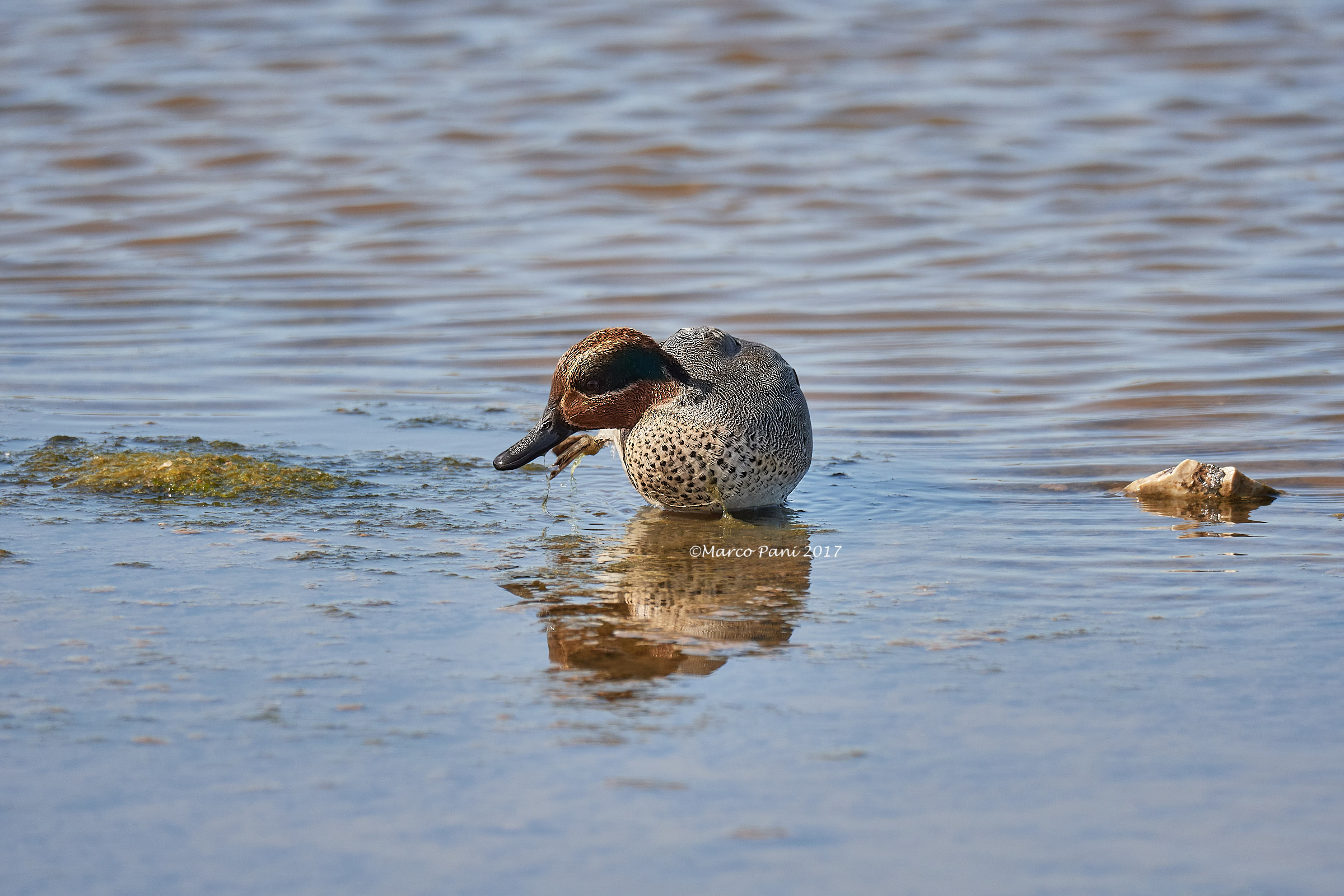 Eurasian Teal (Anas crecca)