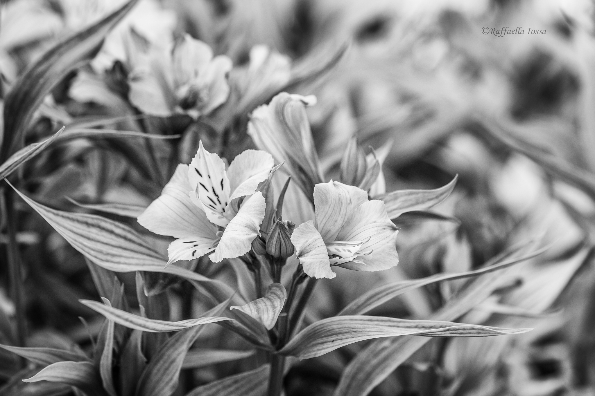 alstroemeria