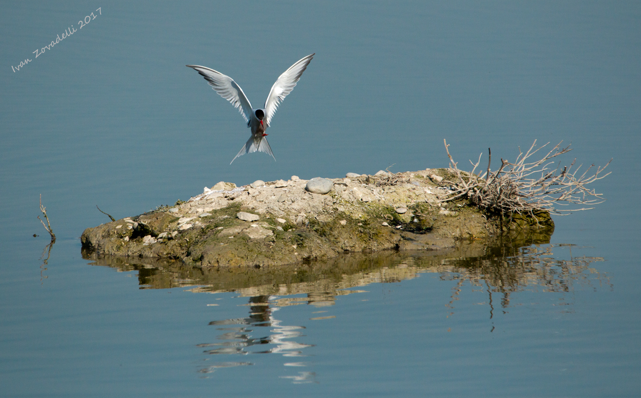 The landing of the angel