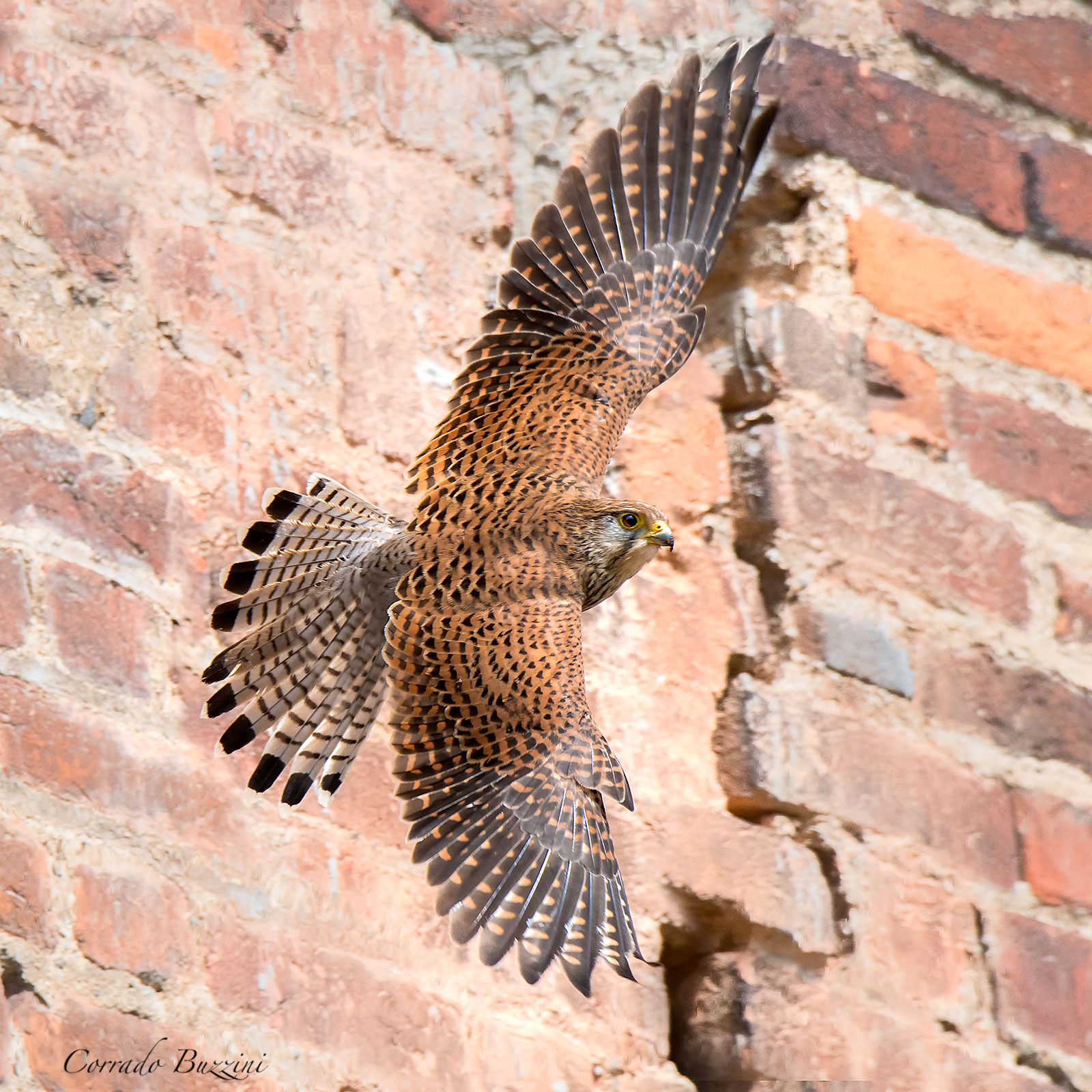 Kestrel "wings explained"