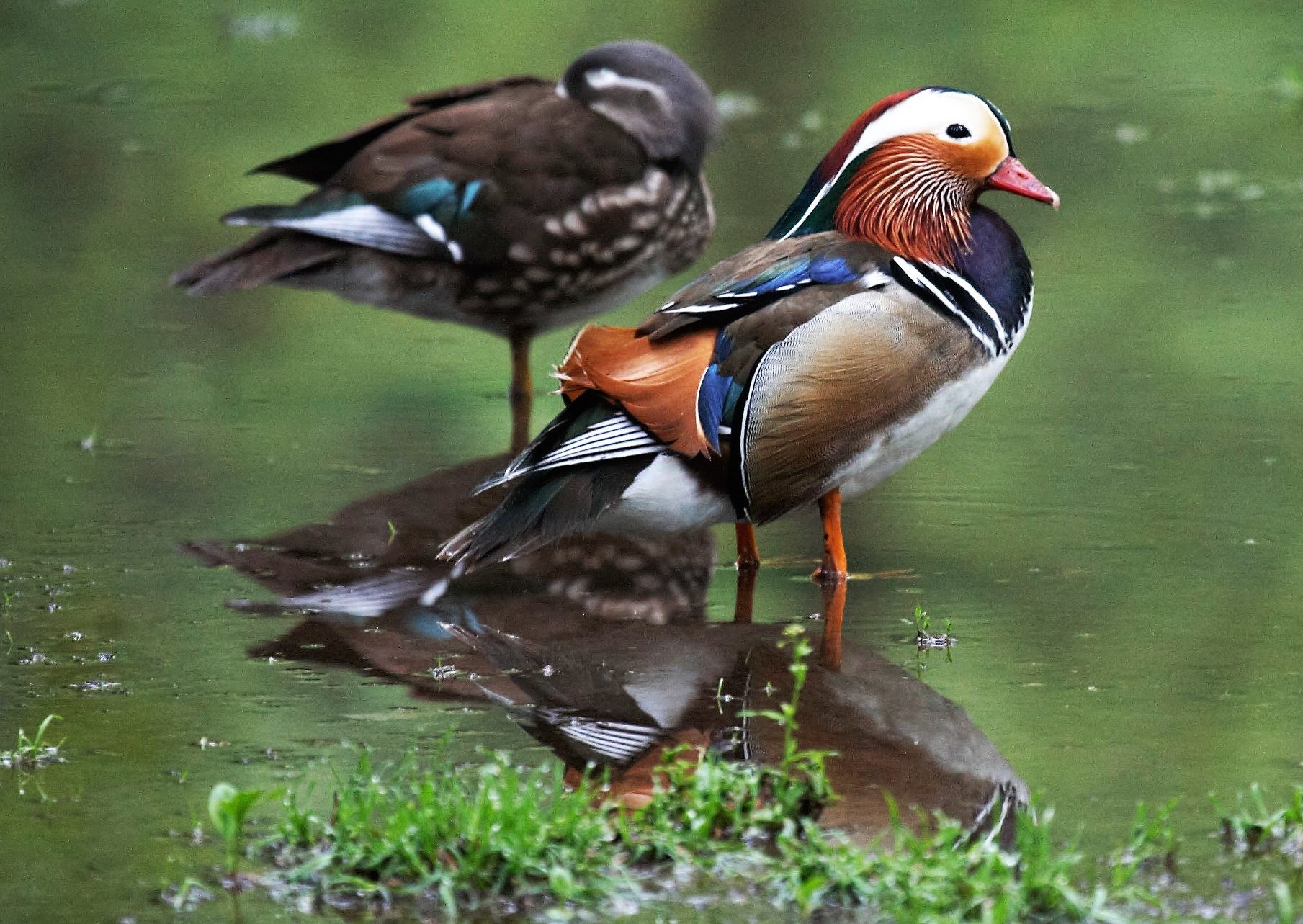 Mandarin Master and Consort
