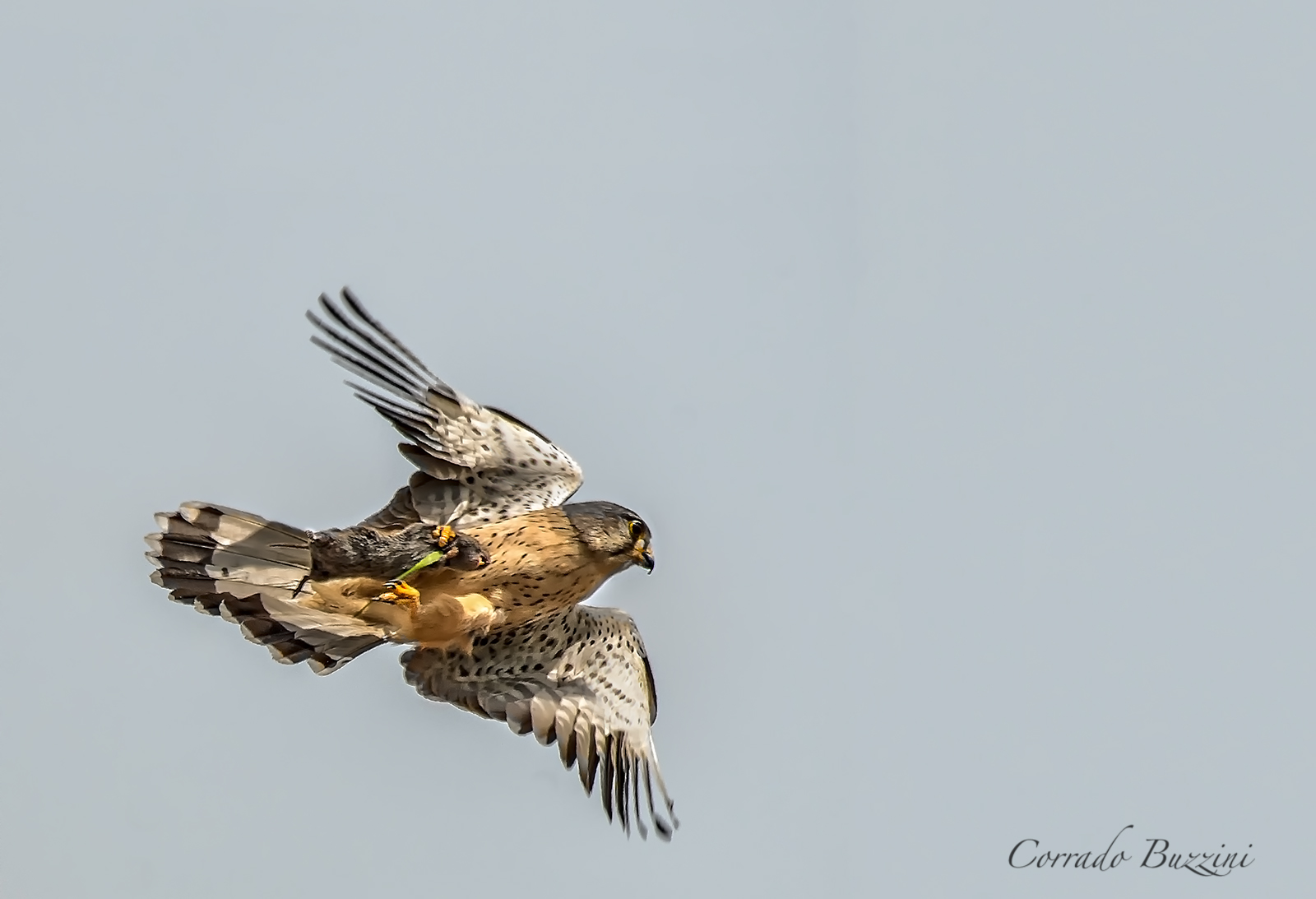 Here is what the saying "do the end of the mouse