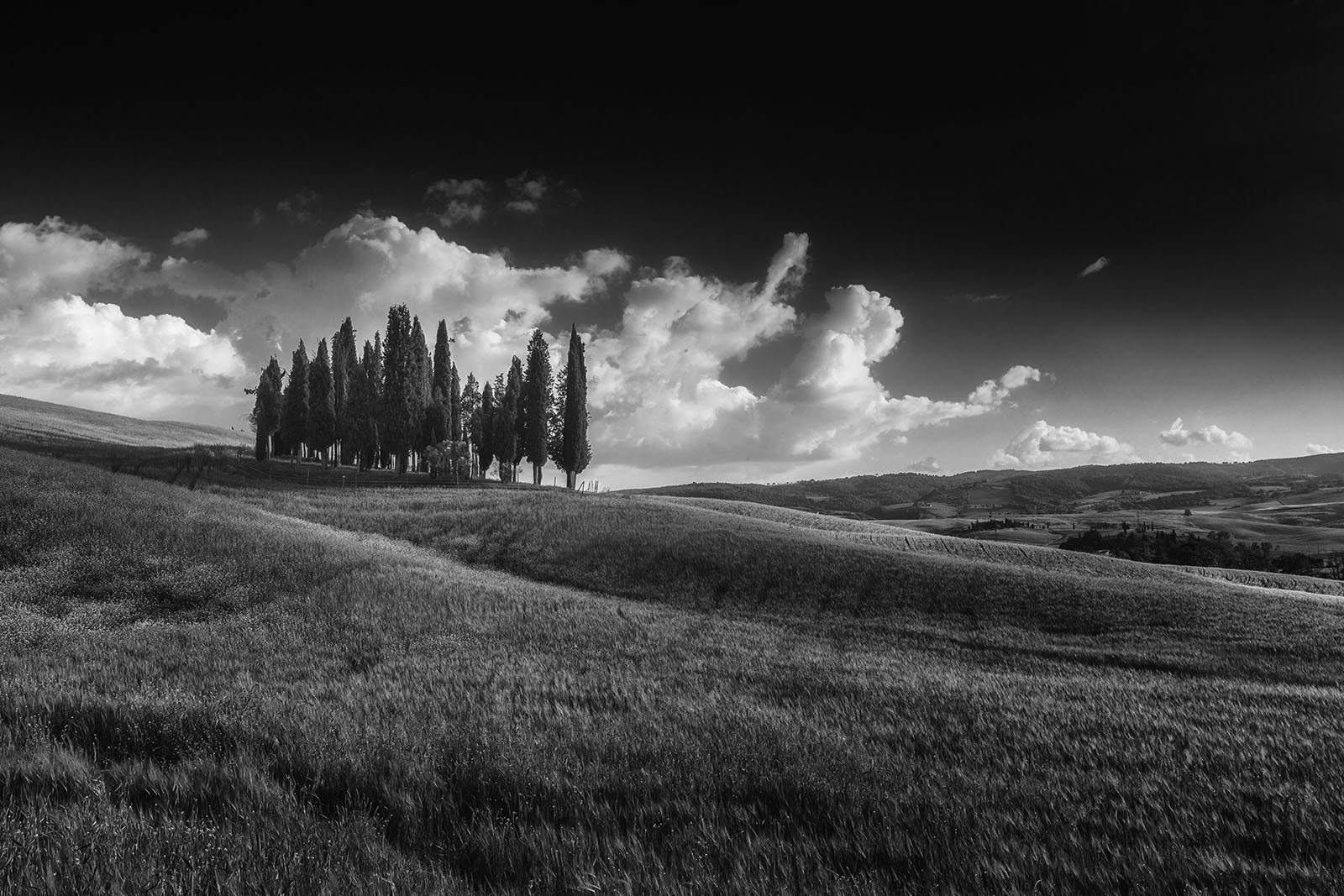 Cipressi D'Orcia in bn