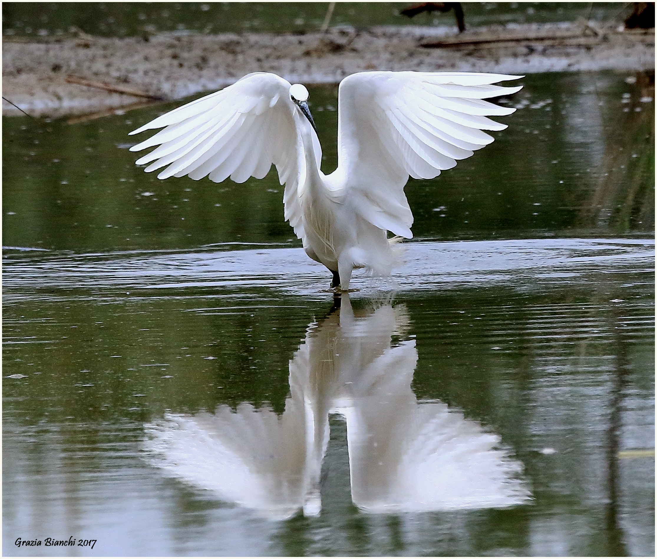 Garzetta - Parco della Piana