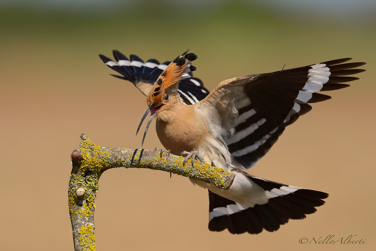 Hoopoe