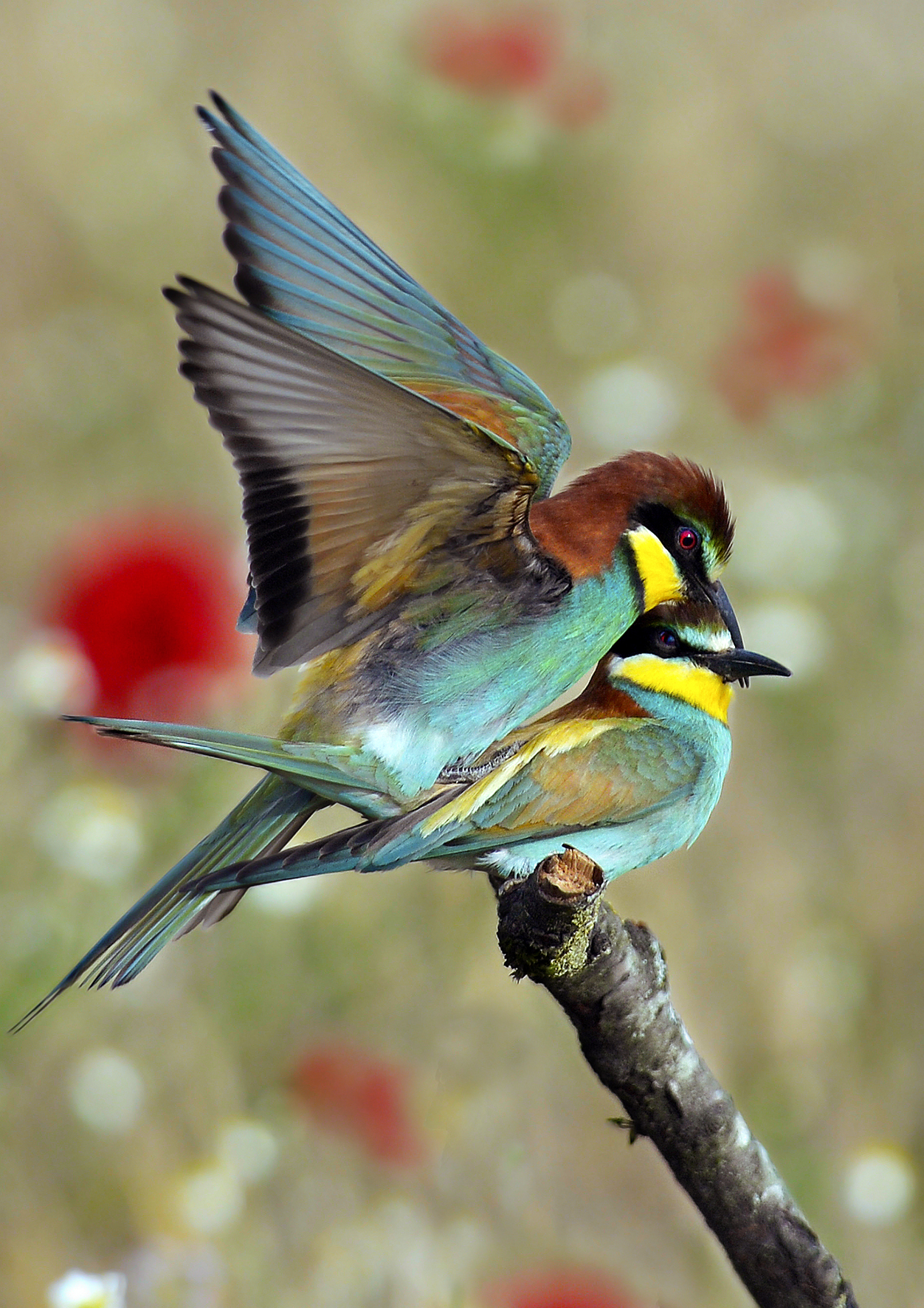 Gruccioni in accoppiamento.