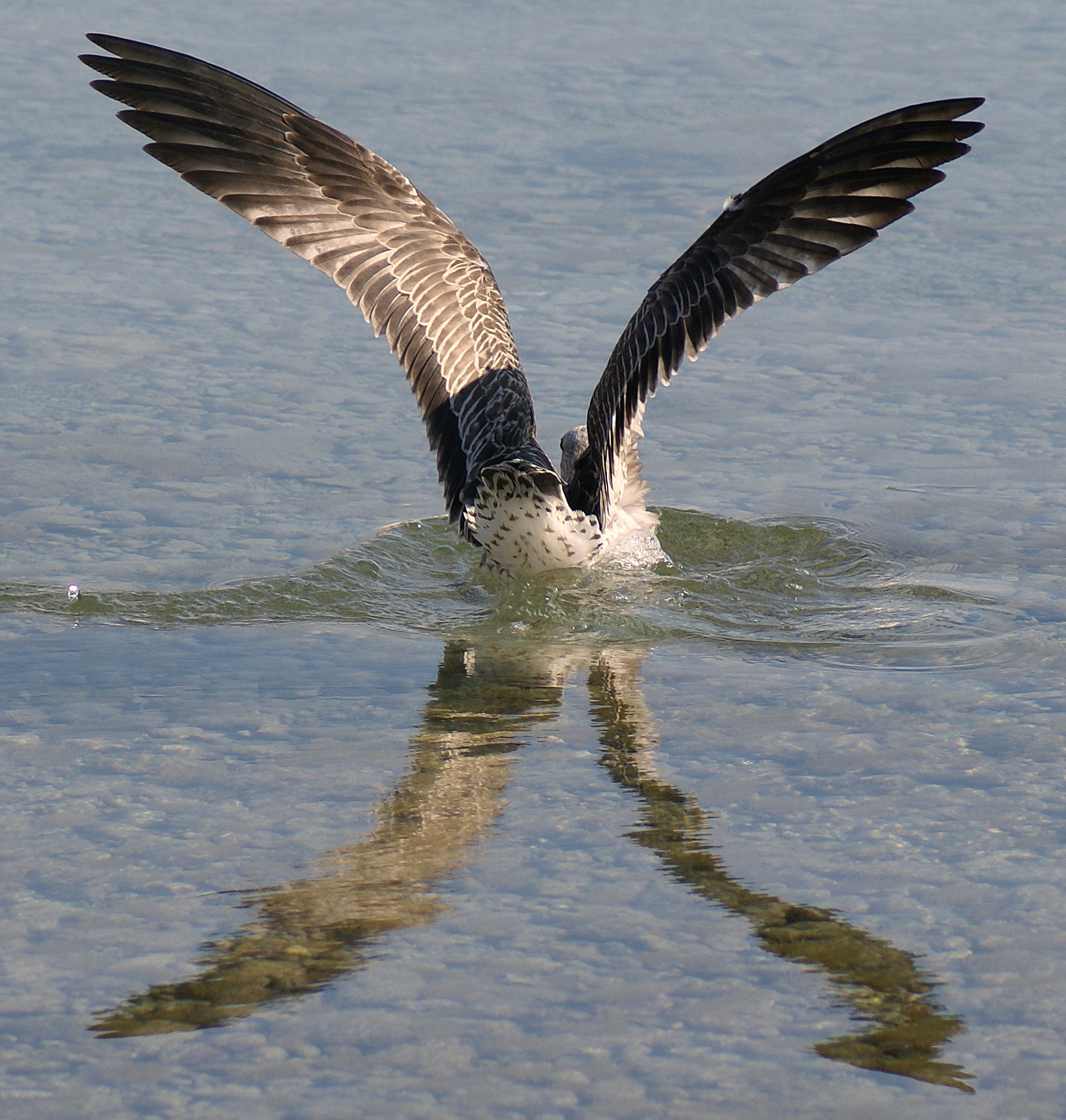 the reflection on the water