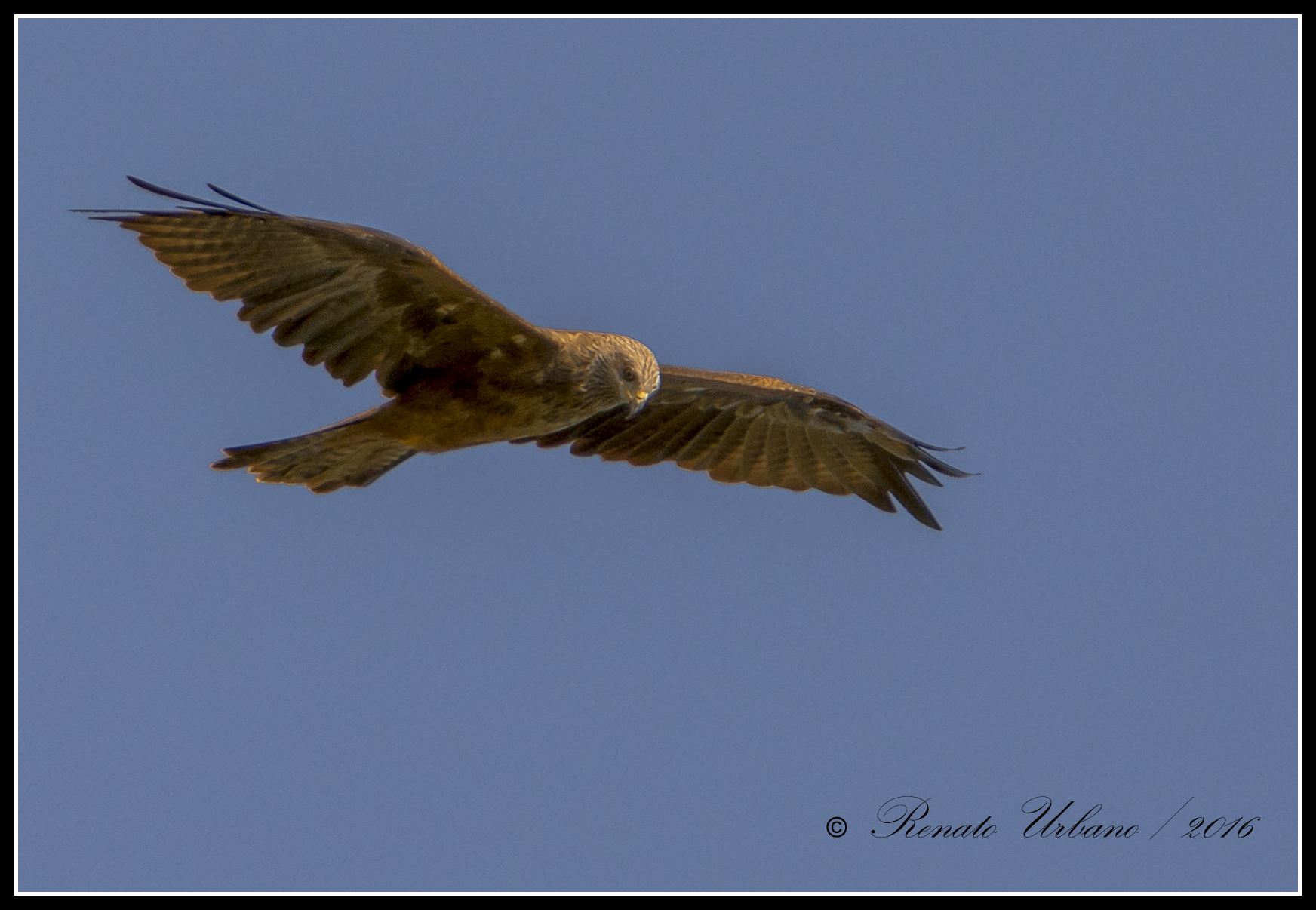Marsh Falcon - Circus aeruginosus