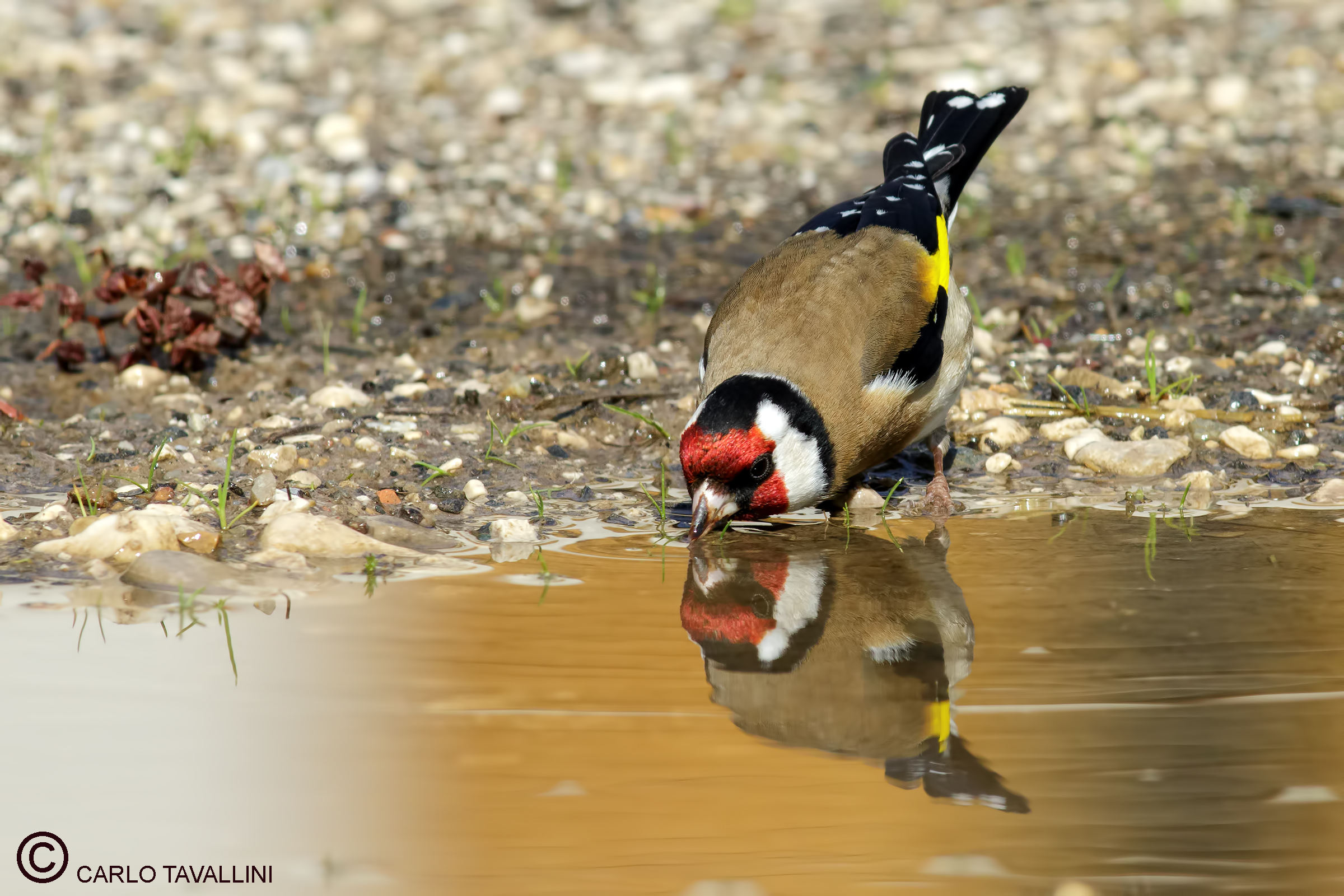 Goldfinch