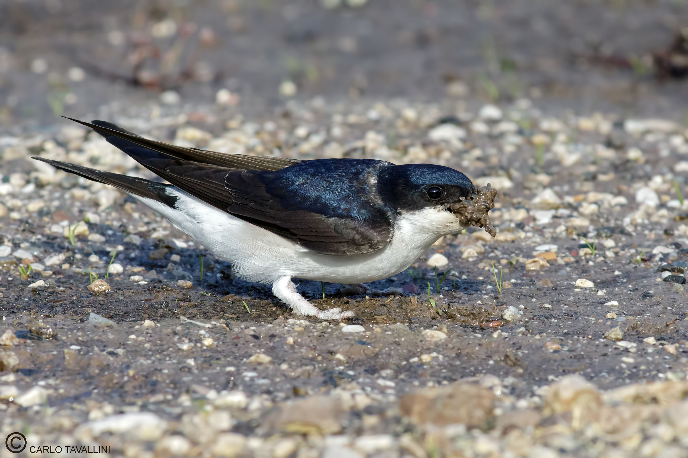 House martin