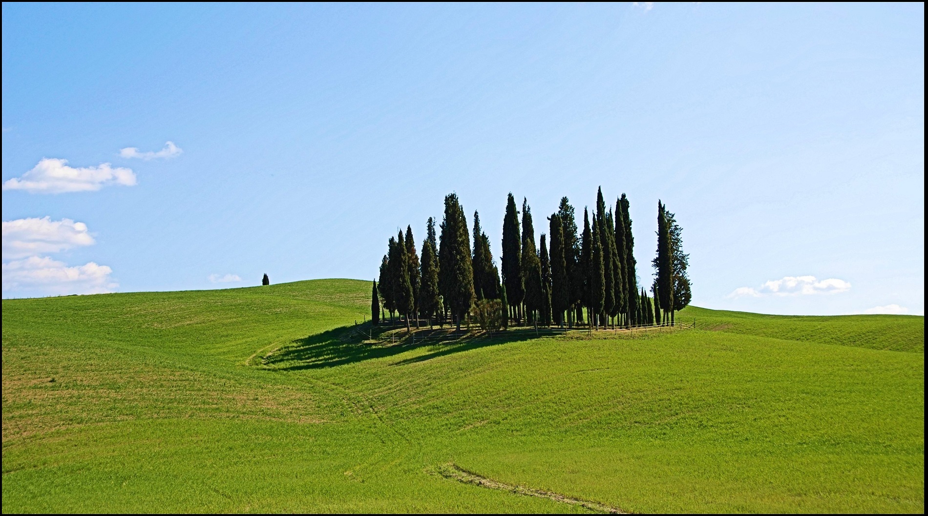 Un classico ( boschetto dei cipressi