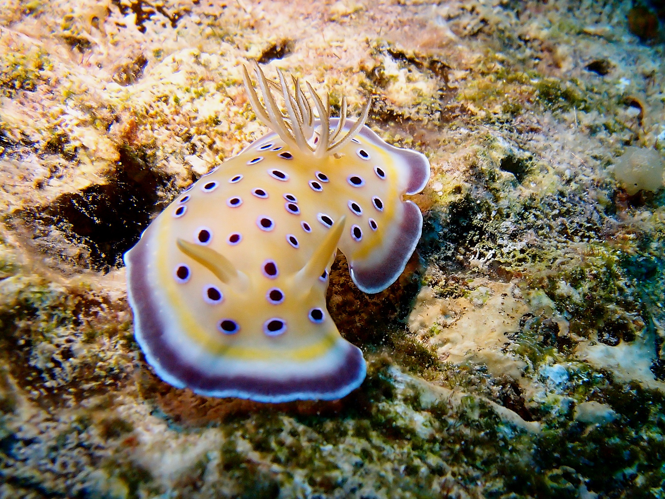 Nudibranco 1