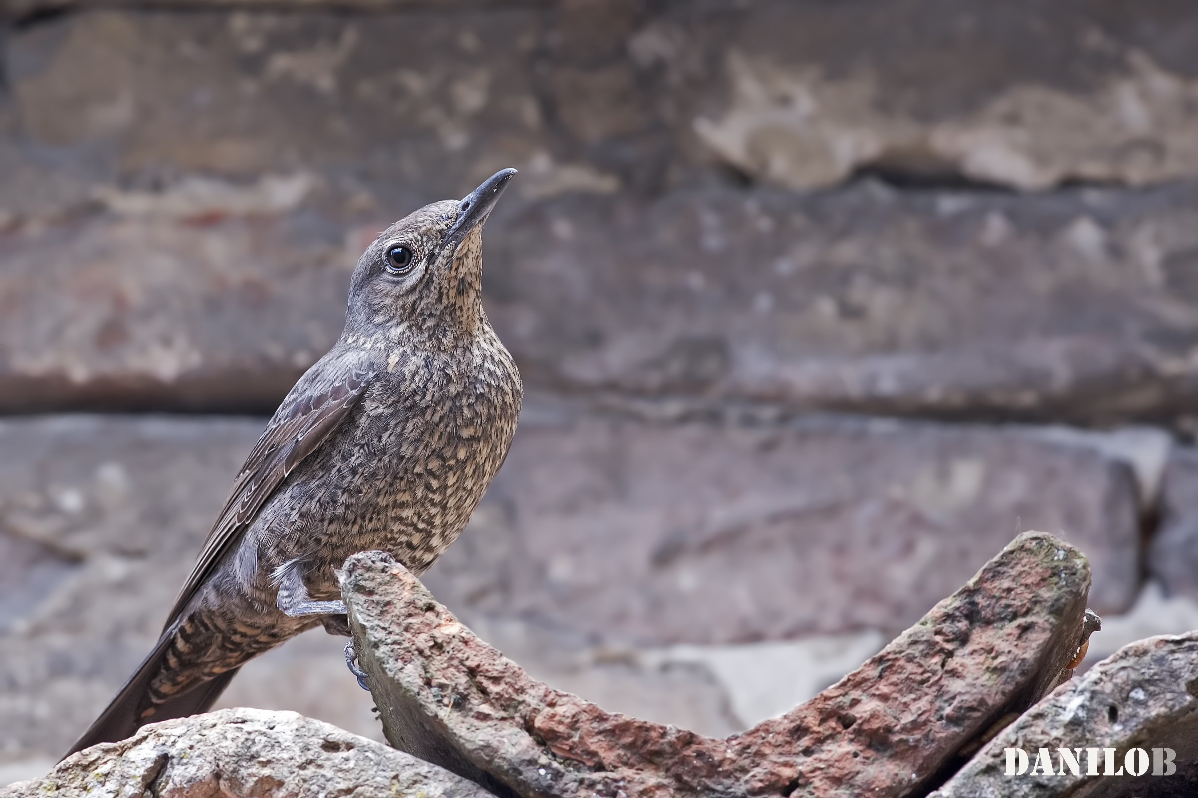 Lonely sparrow & female;