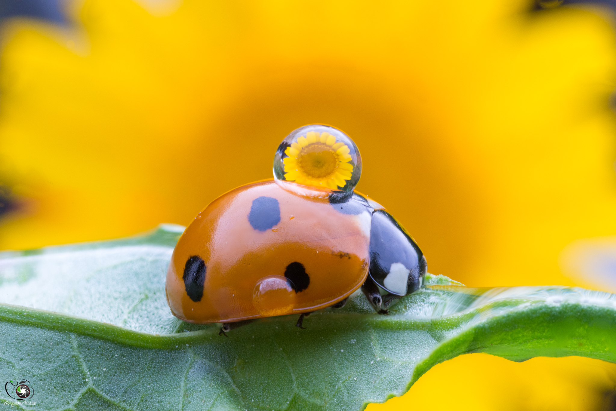 Flower on ladybug
