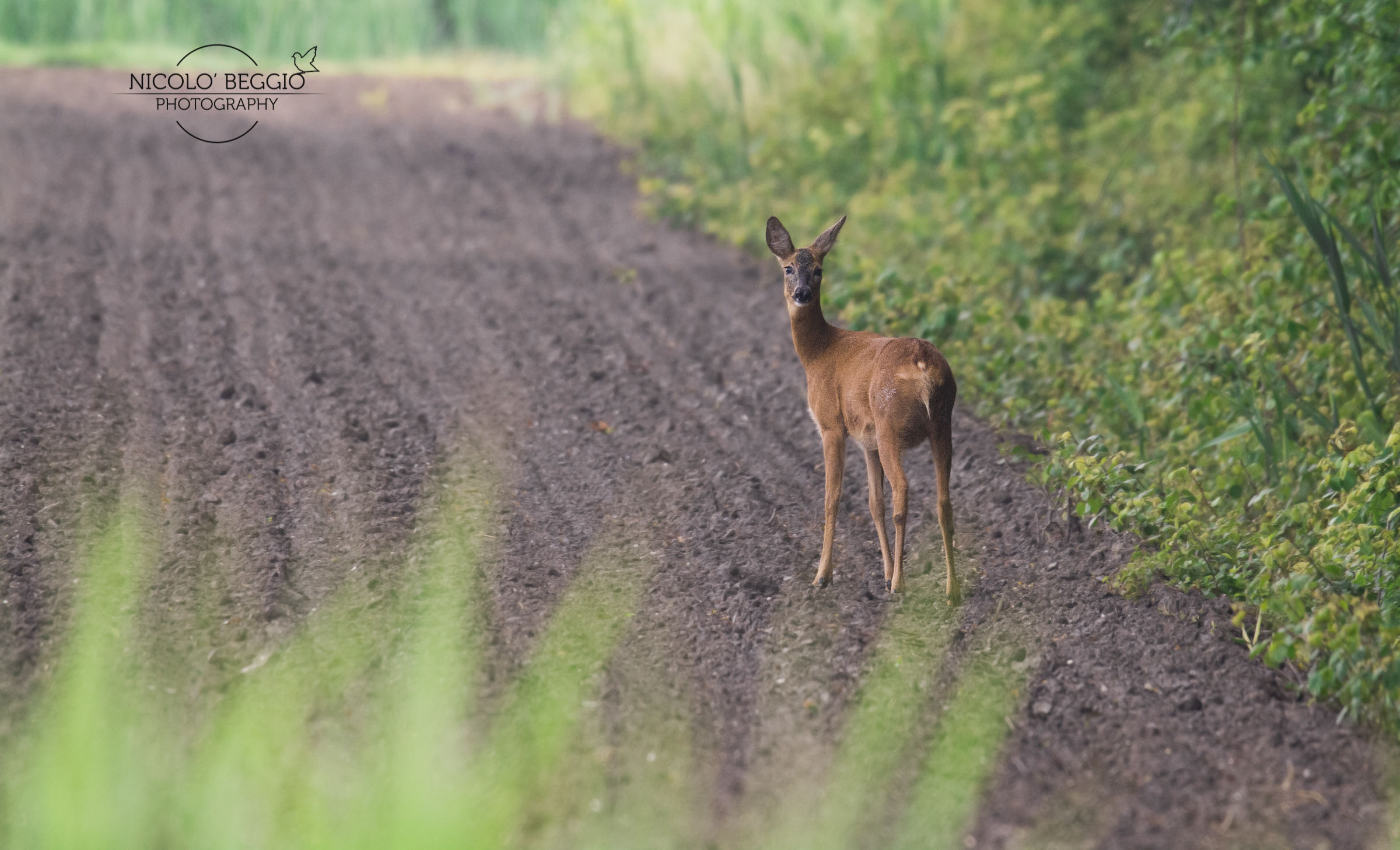 The famous roe deer of Caorle! :)