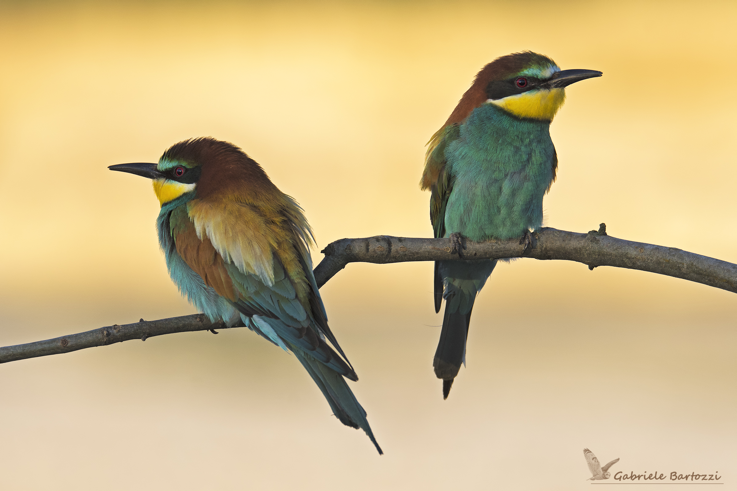 gruccione  (Merops apiaster)