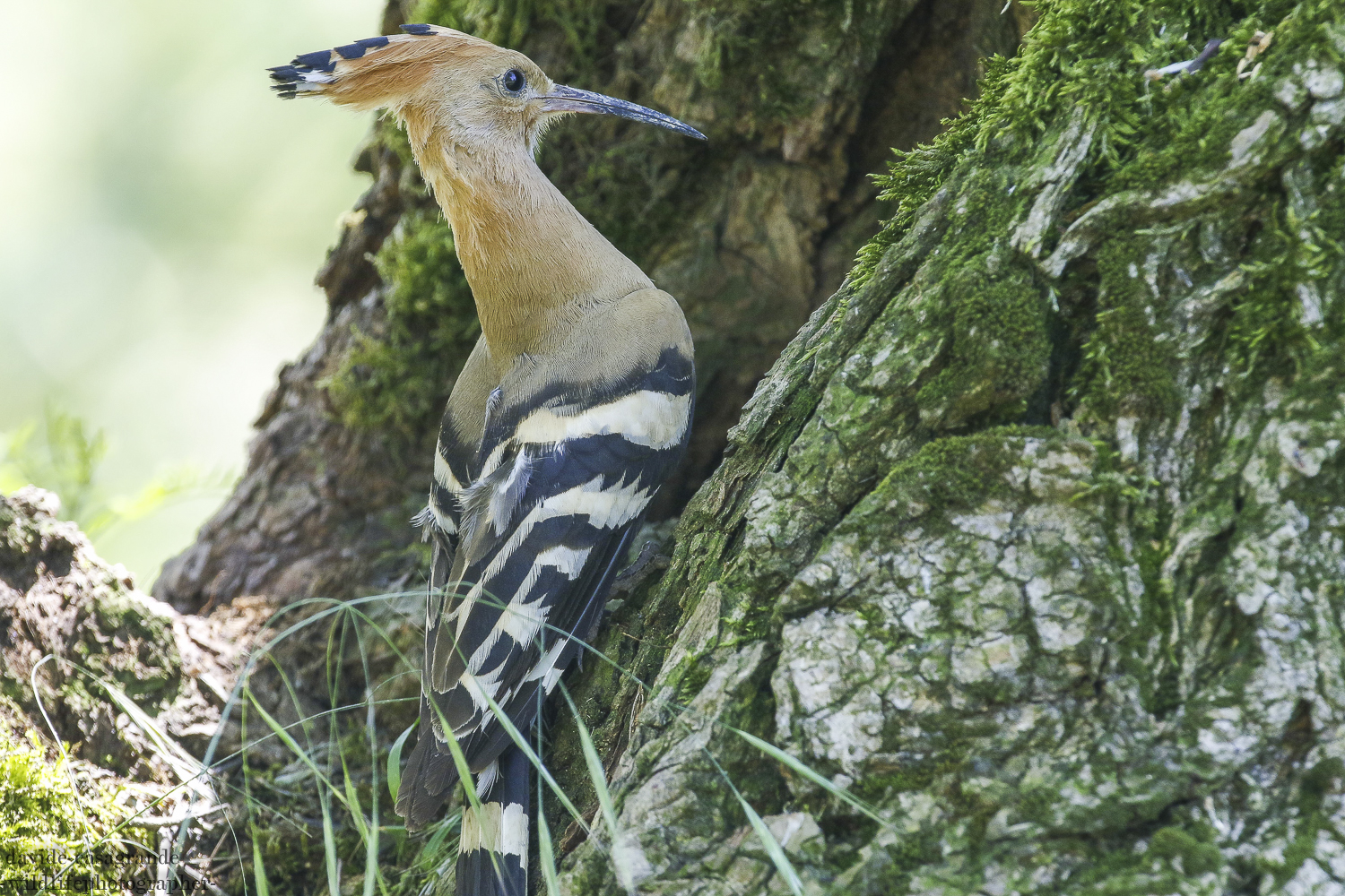 hoopoe