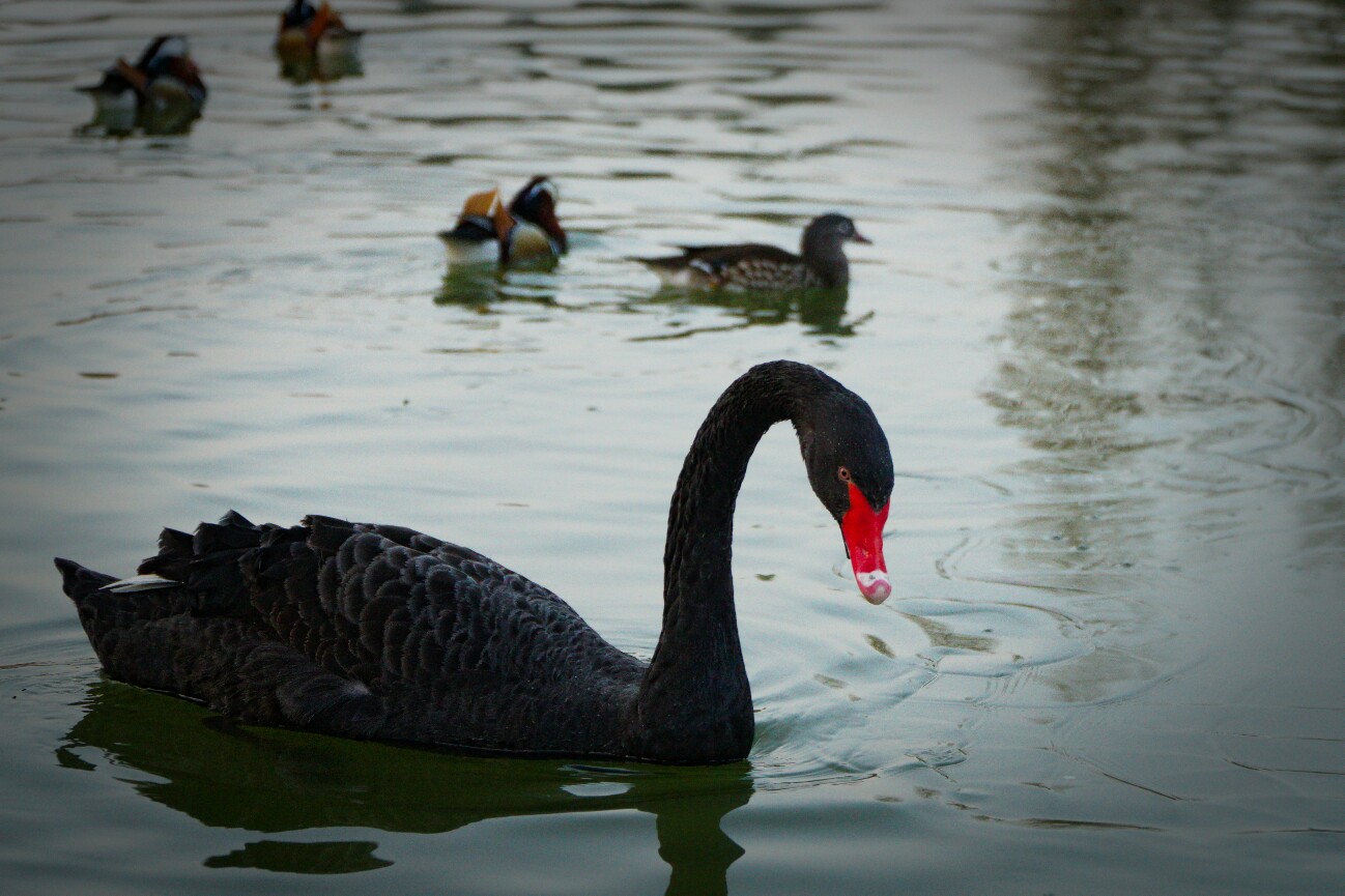 Black Swan