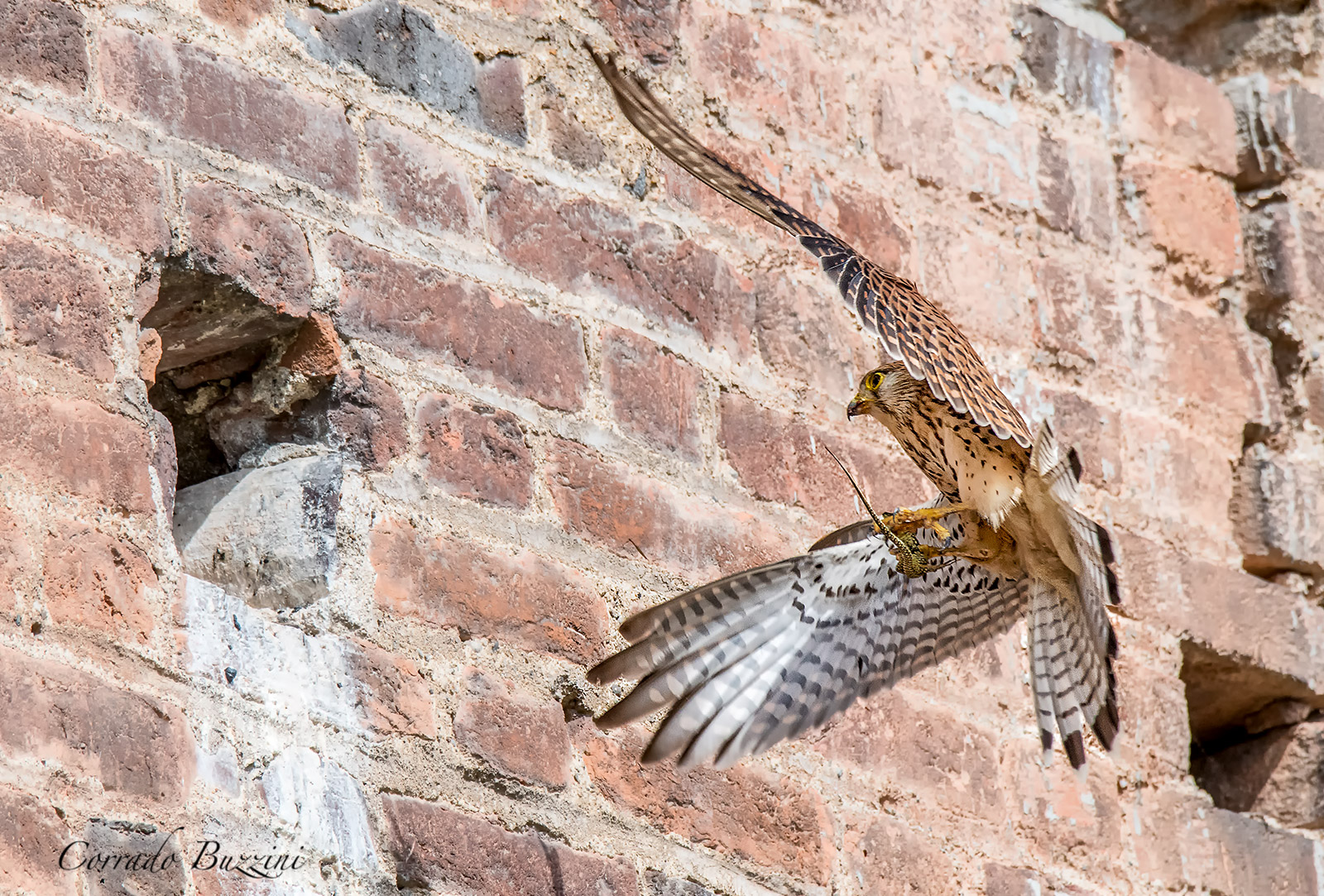 Fresh kestrel food coming in