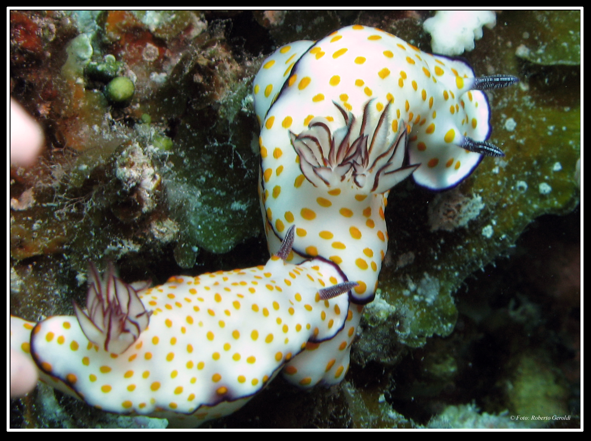 Sex and nudibranchs