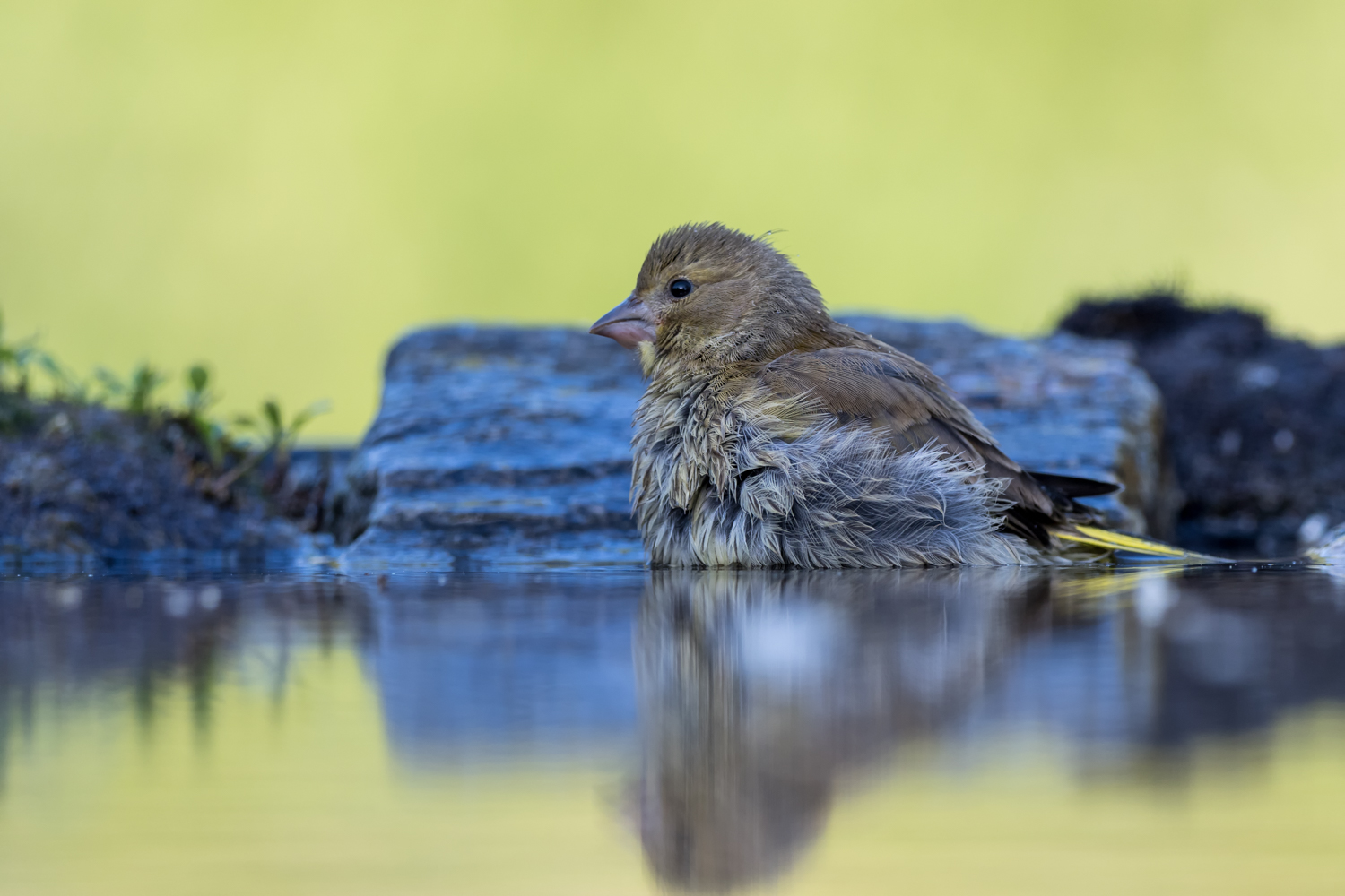 Greenfinch bathing