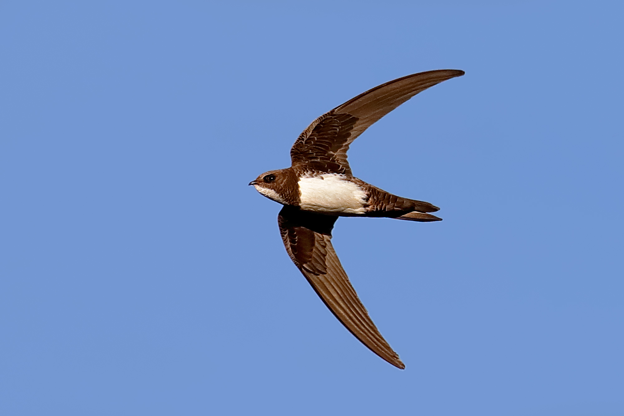 Greater swallow