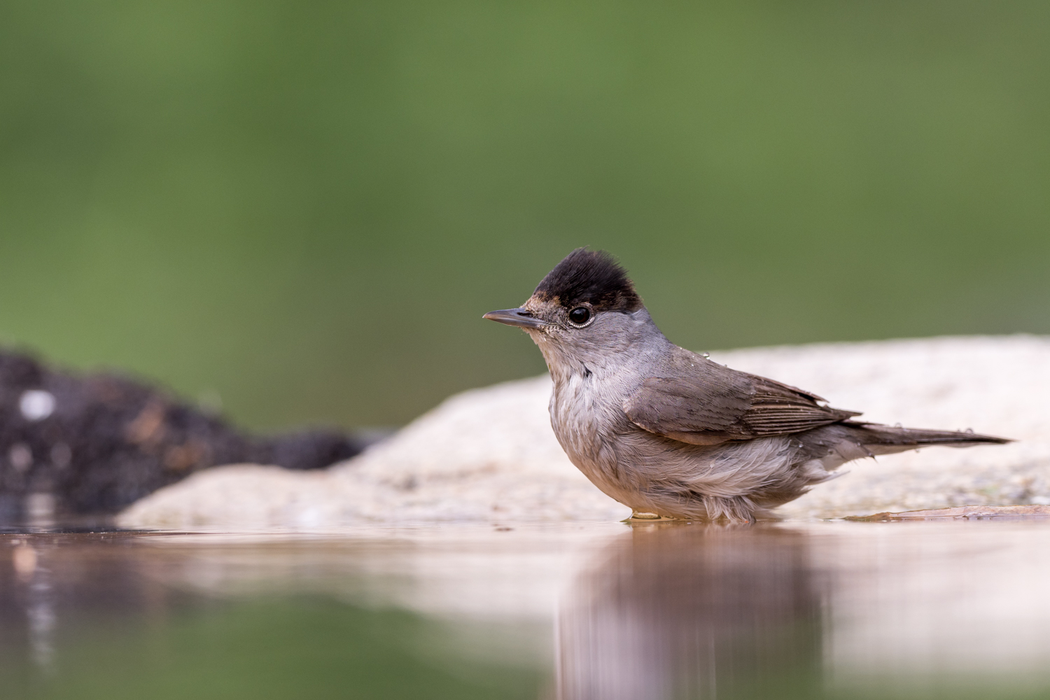 Blackcap