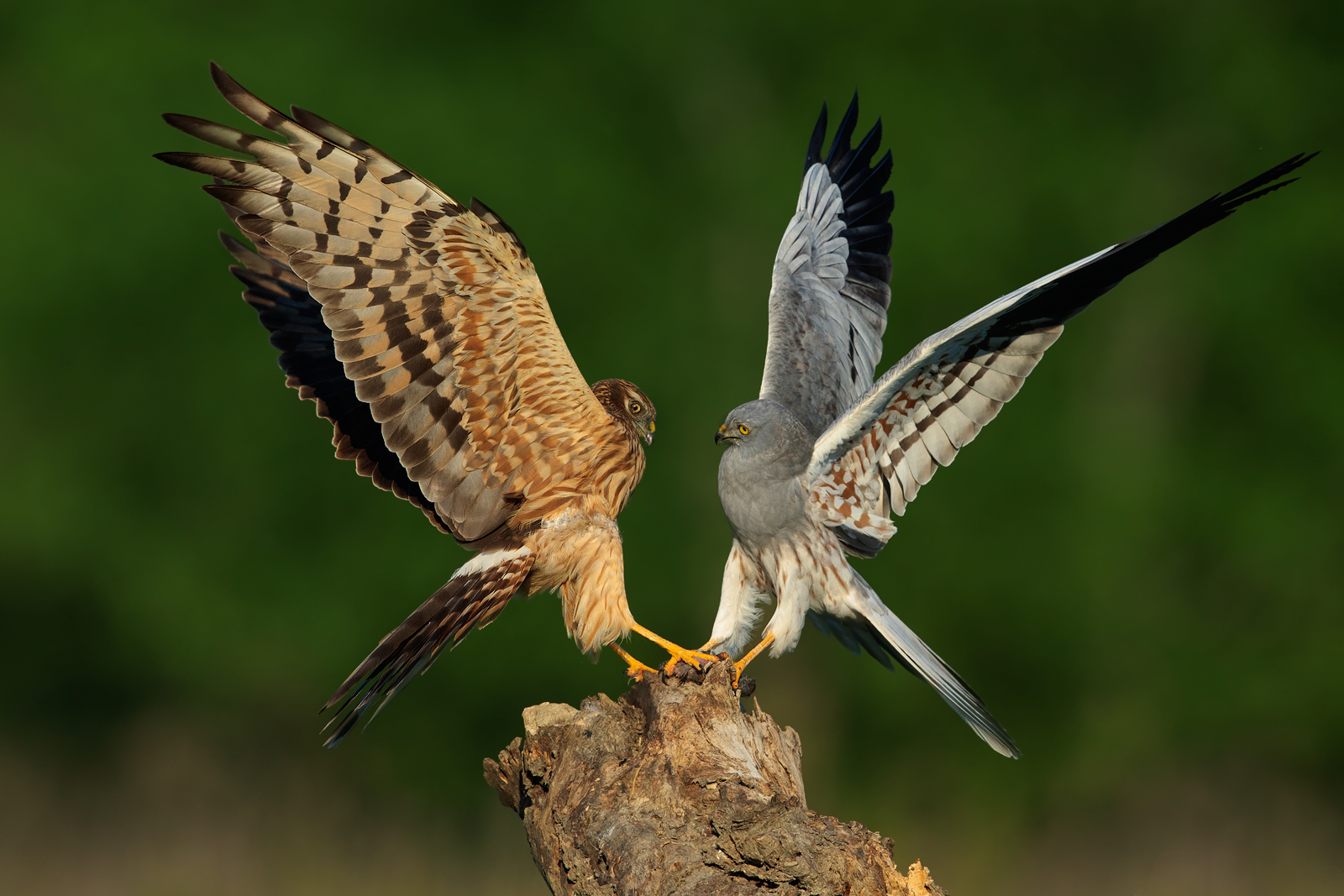 Exchange of gift from Albanella Minore