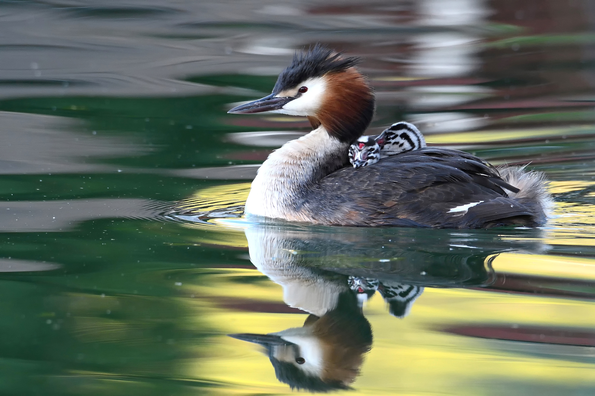 Swaddling with offspring