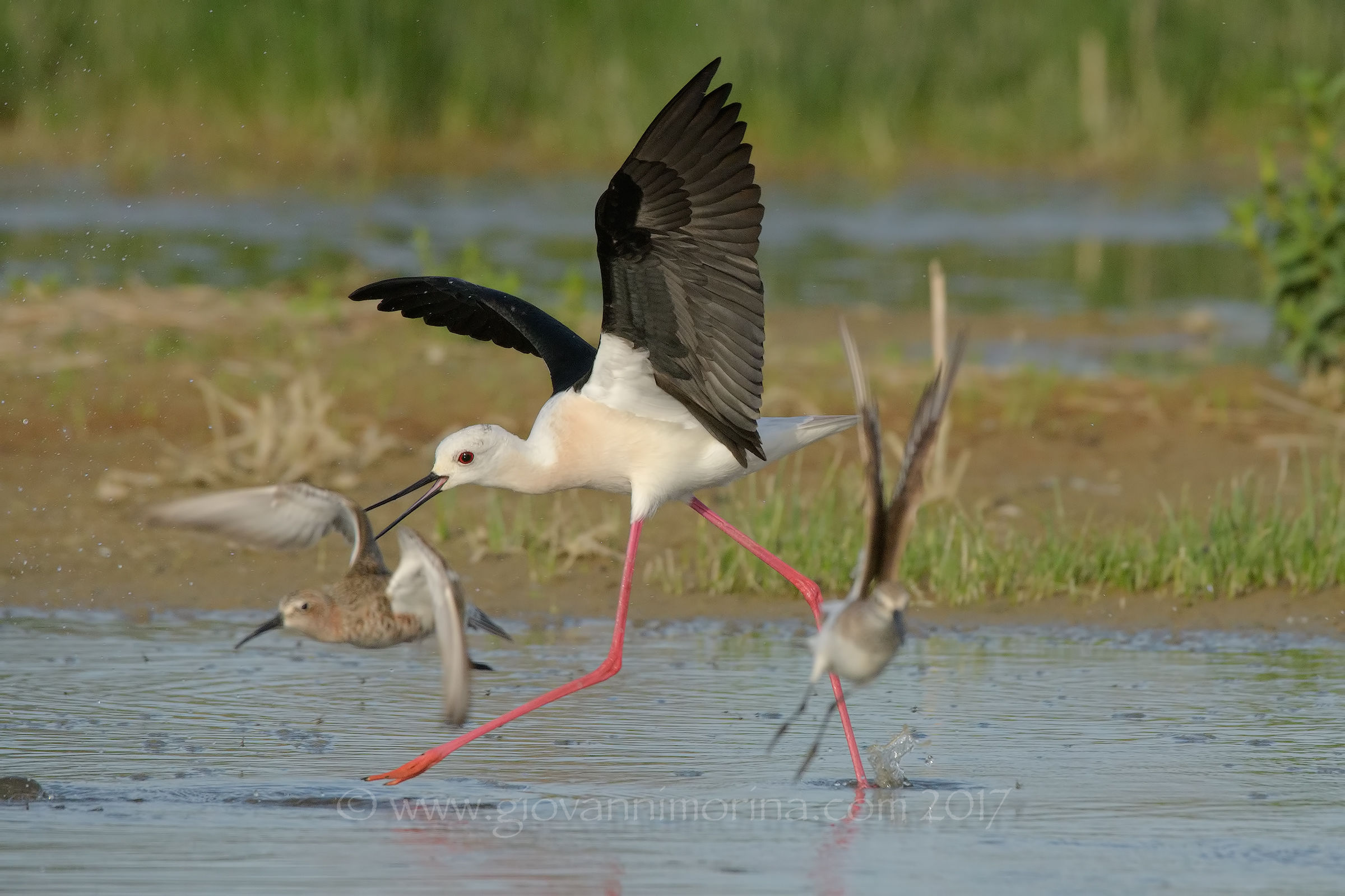 The defense of the nest