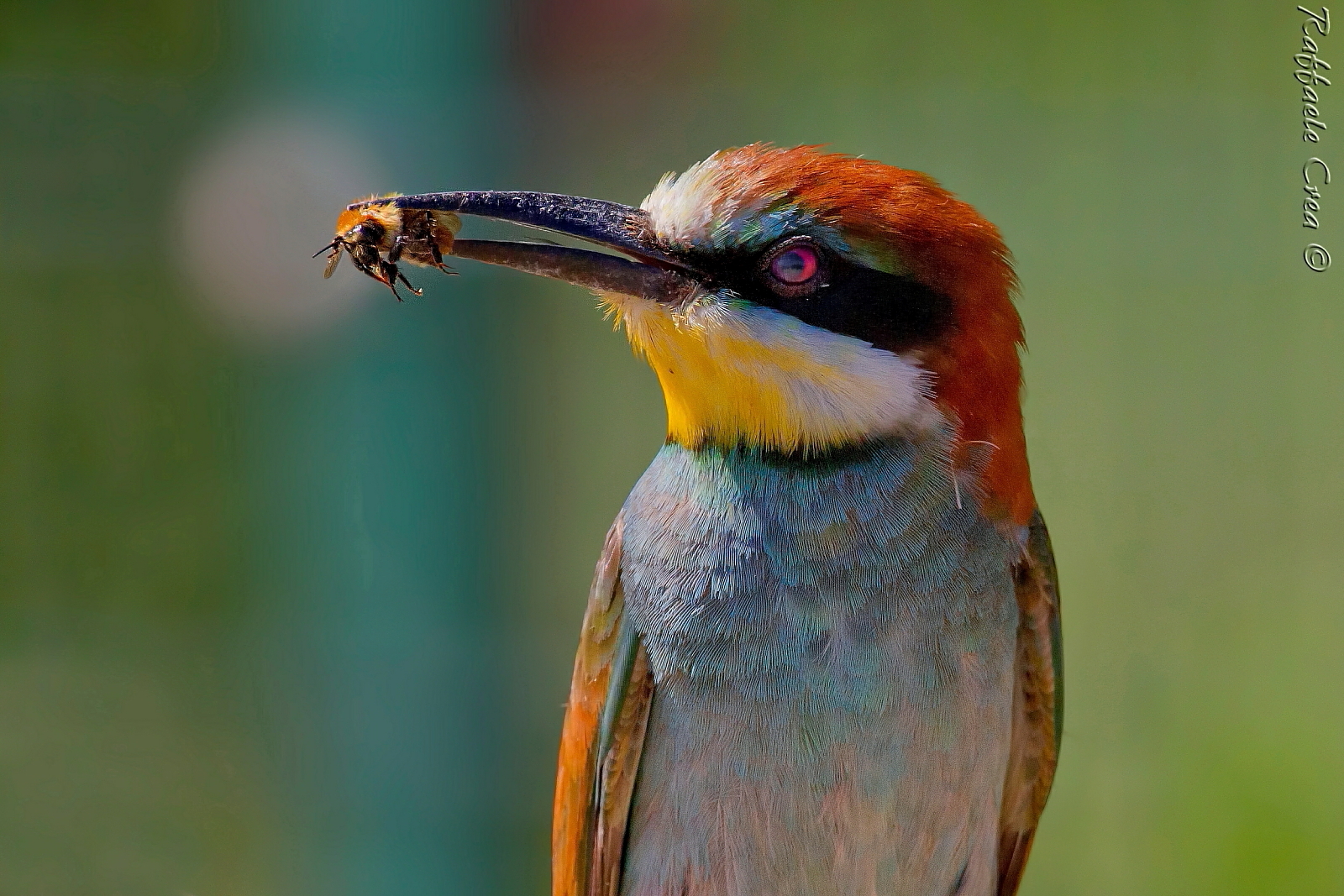 Bee eater