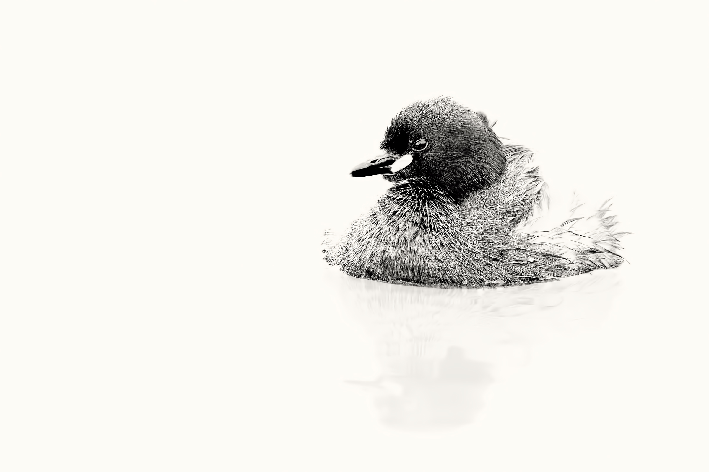 Tuffetto high Key B/W