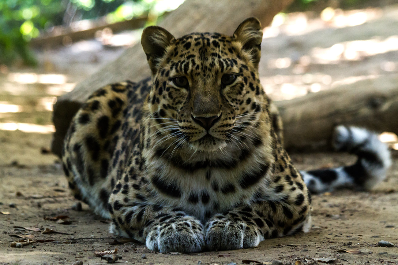 Leopardo