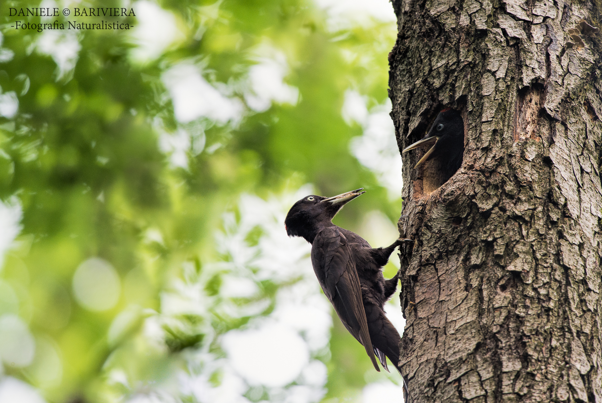 The last one imbibed