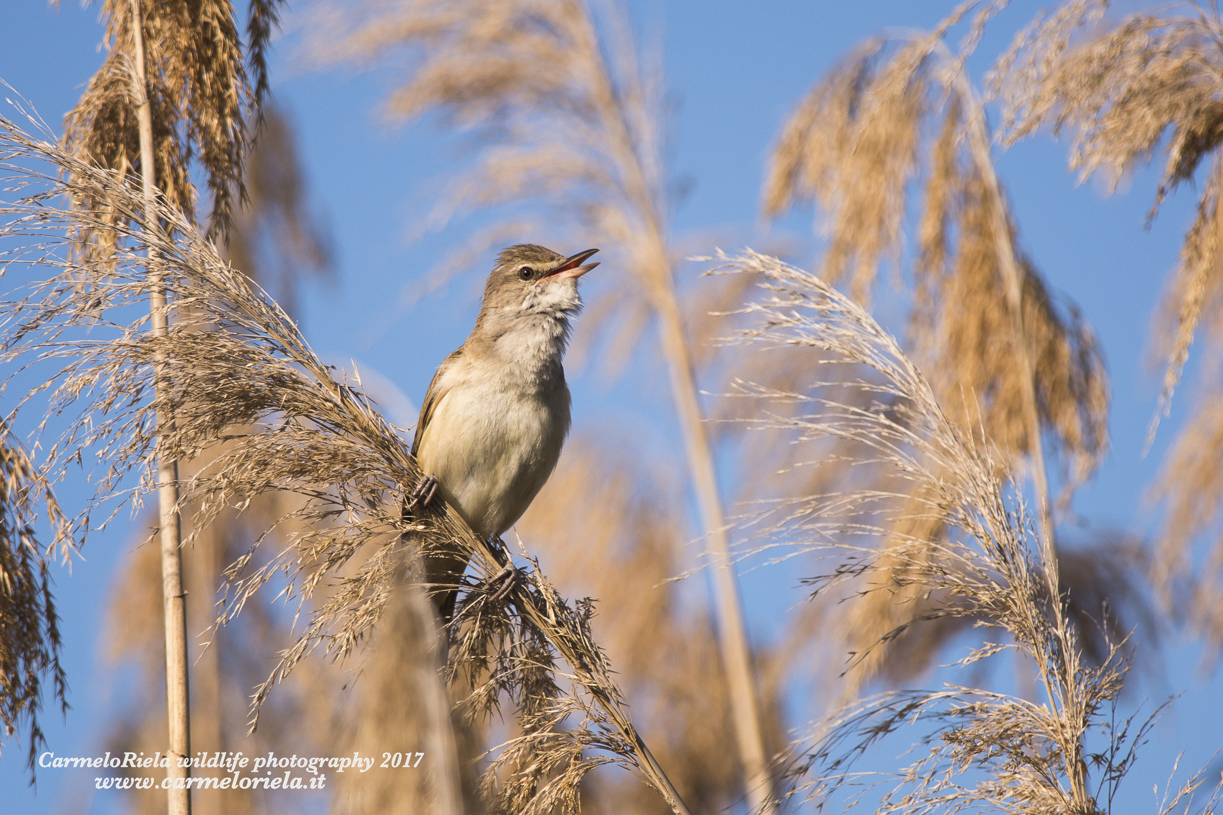 Cannareccione in gorgheggio d'Amore.