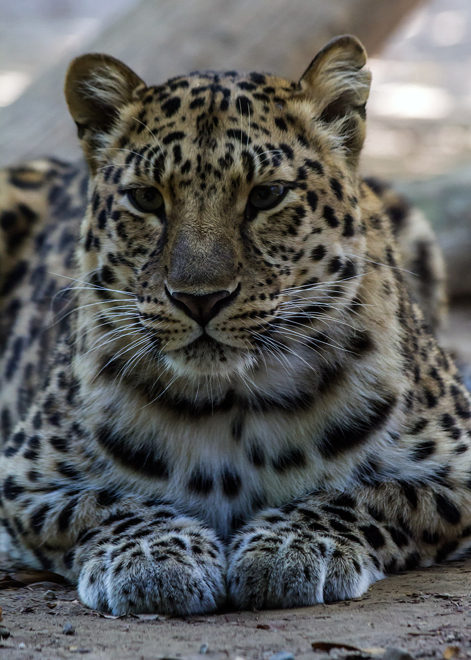 Leopardo