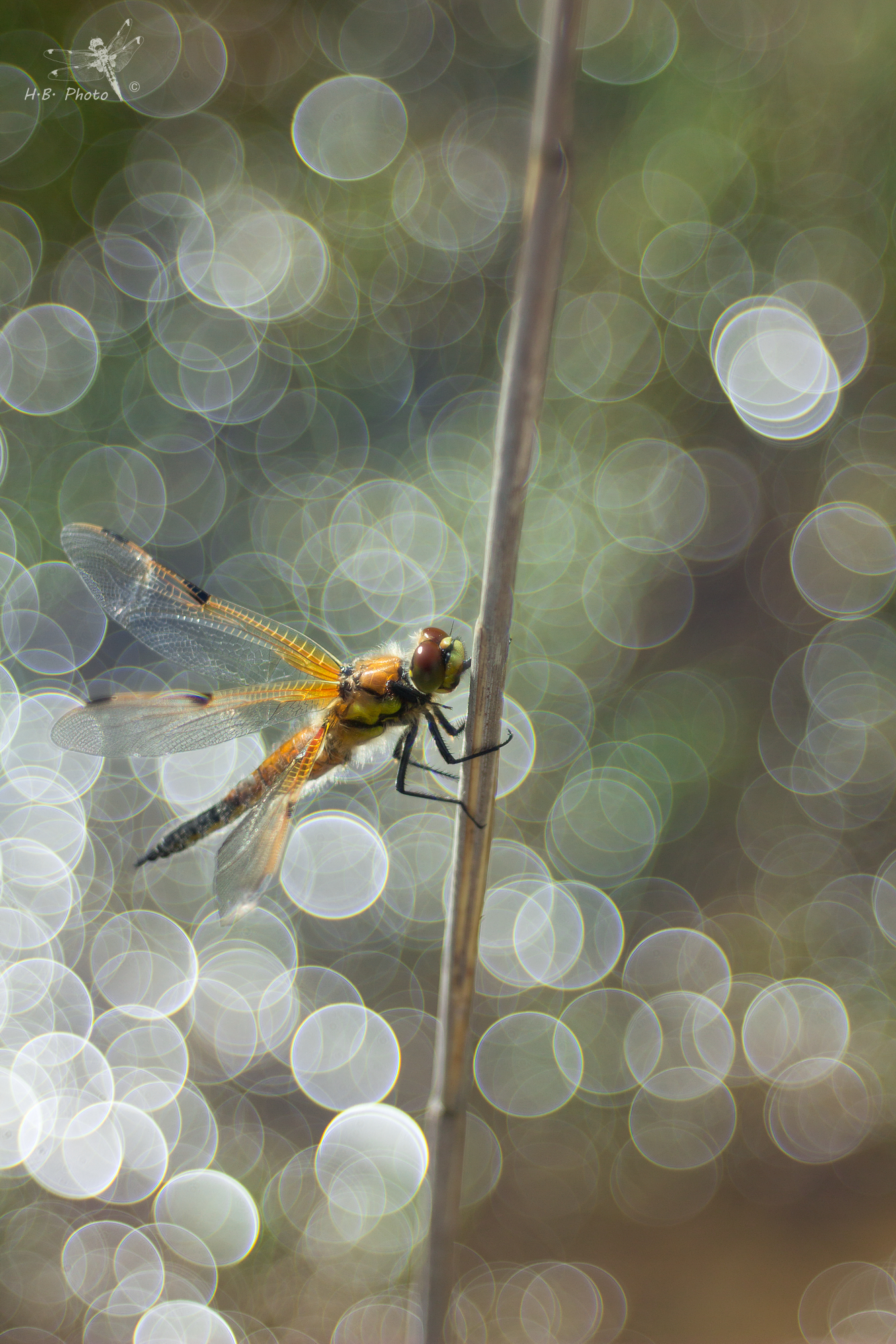 Libellula quadrimaculata, maschio