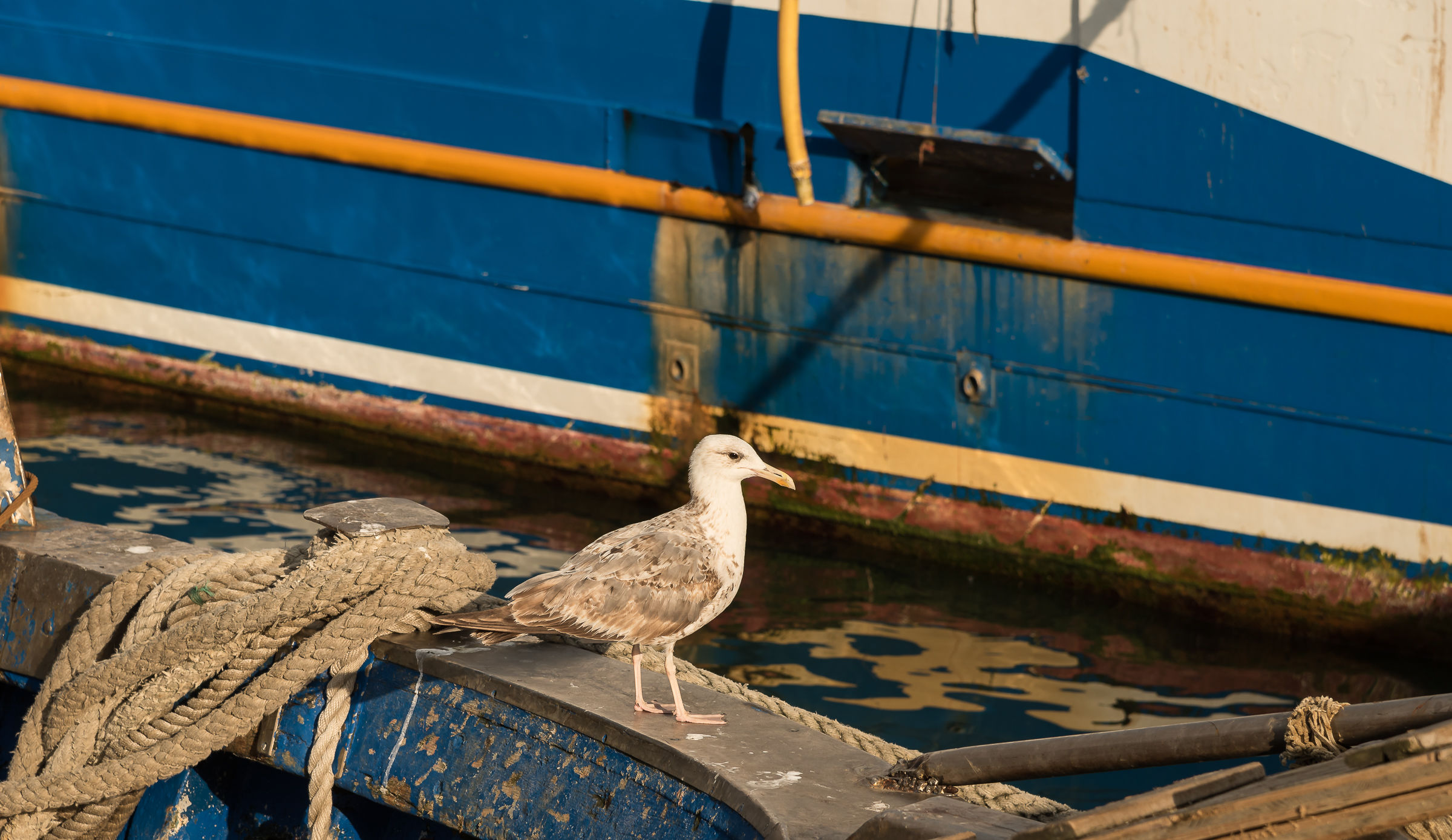 Gabbiano del porto1 - Anzio
