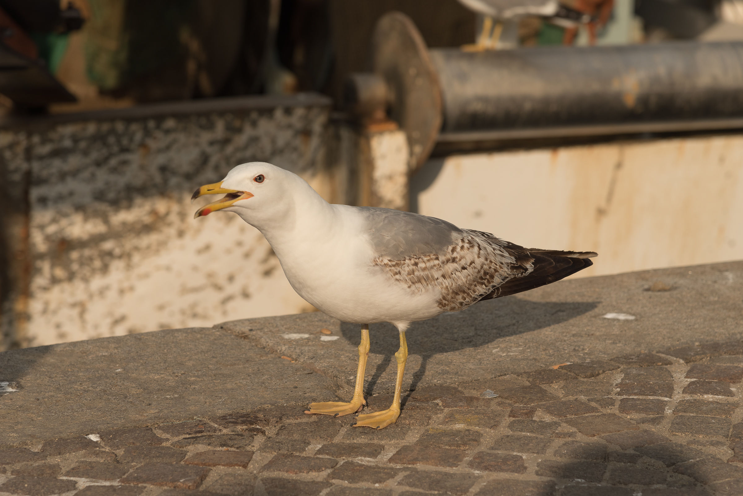 Gabbiano del porto2 - Anzio