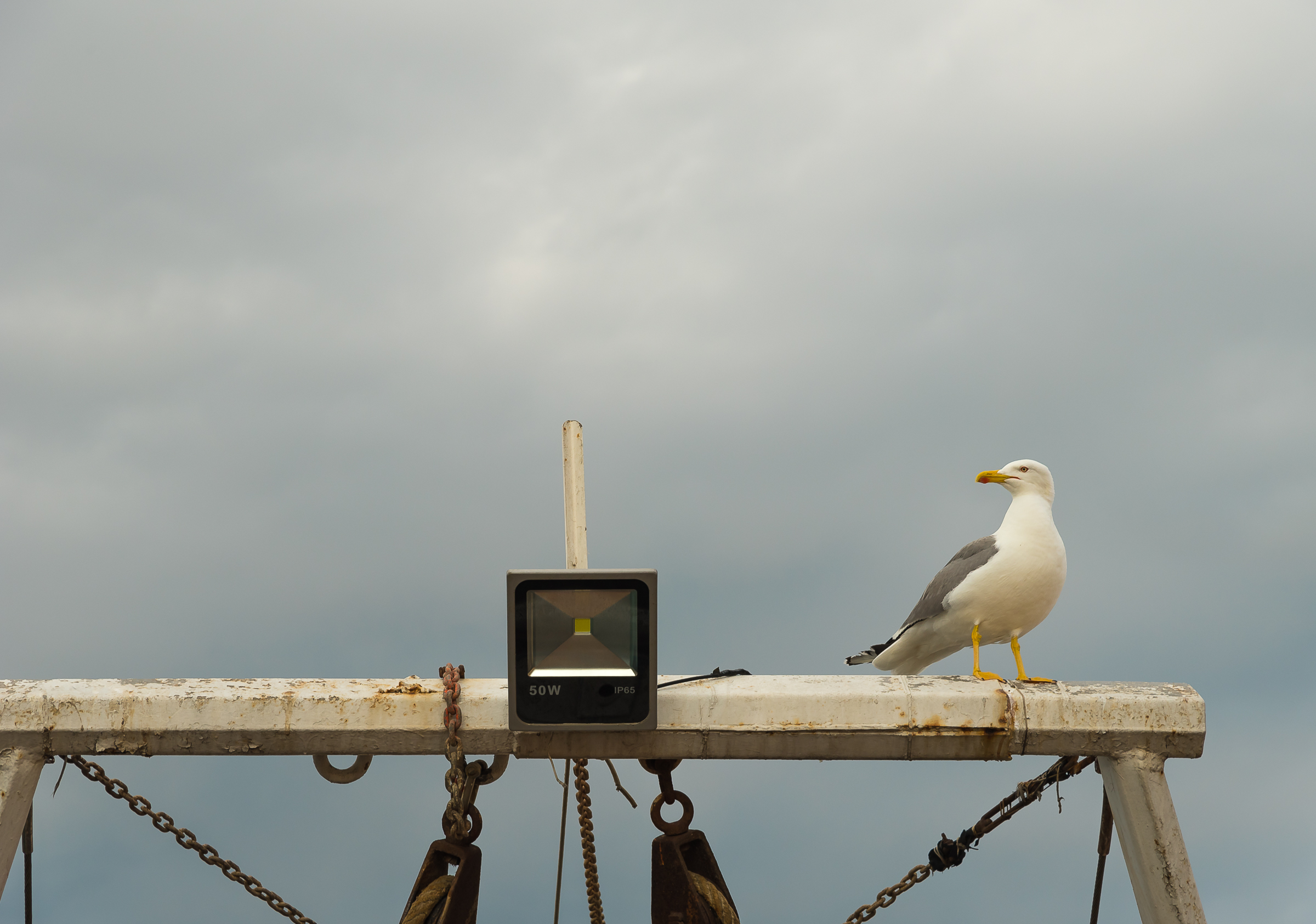Gabbiano del porto3 - Anzio