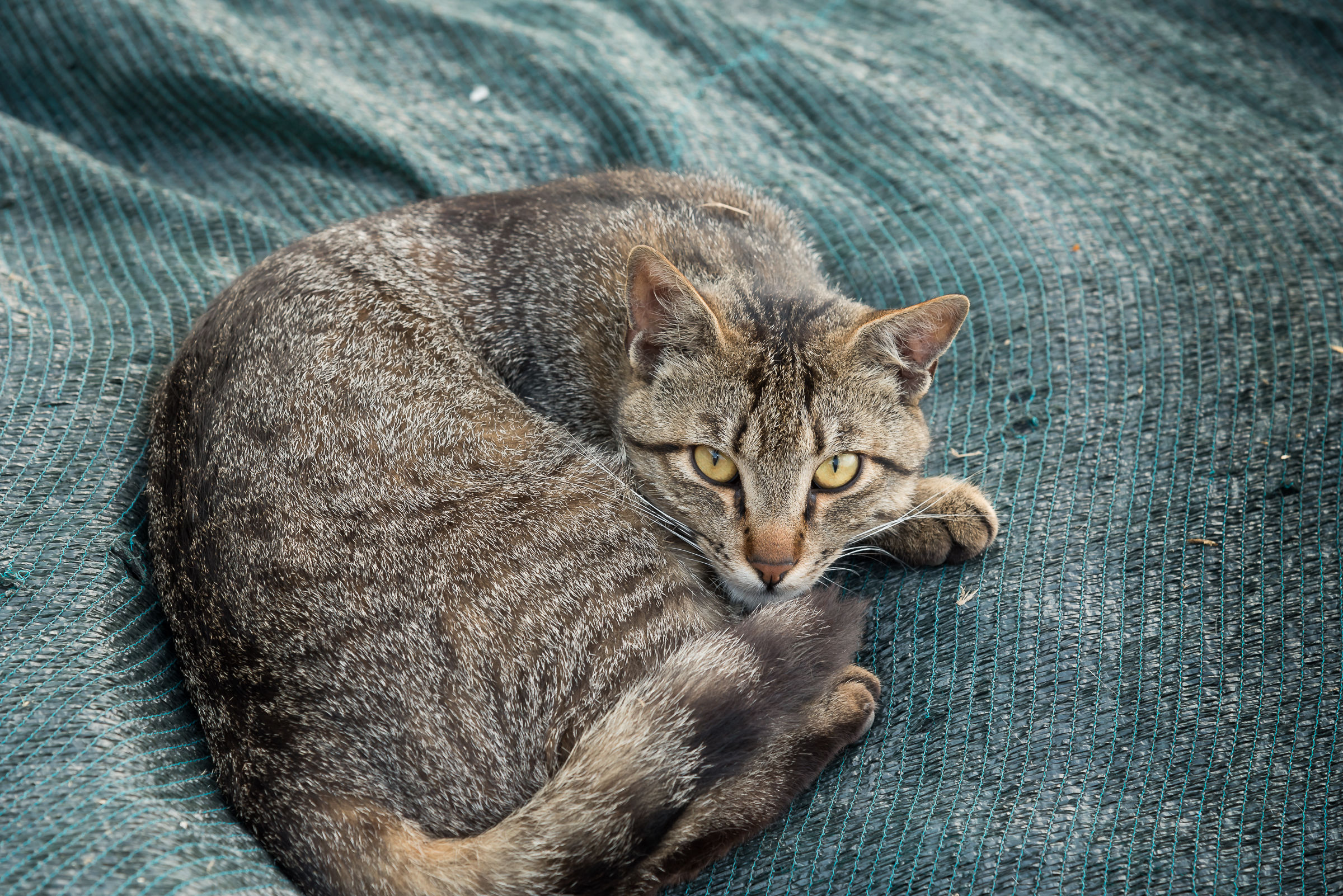Anzio -Un gatto del Porto...un po' minaccioso!