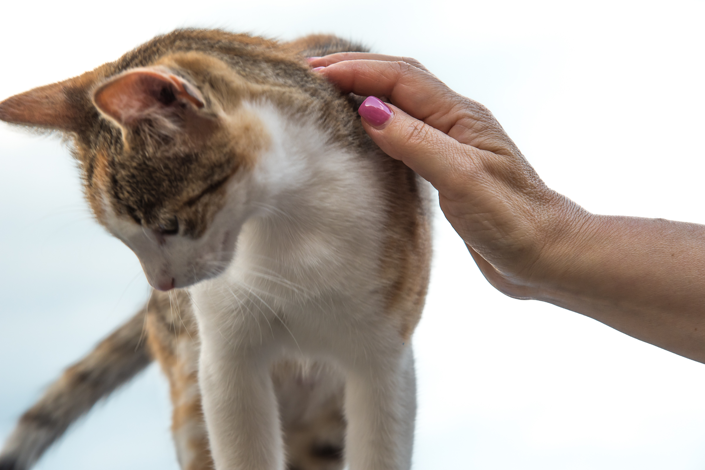 Anzio Una gattina del Porto
