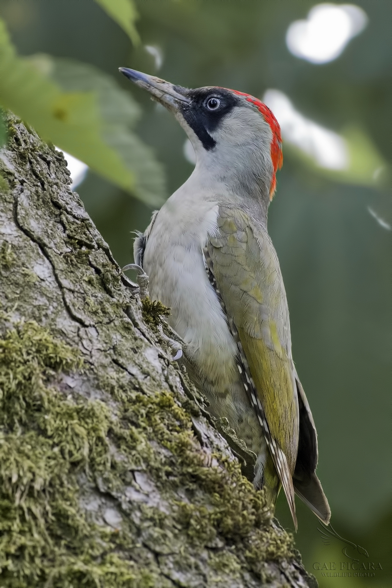 Picchio Verde femmina